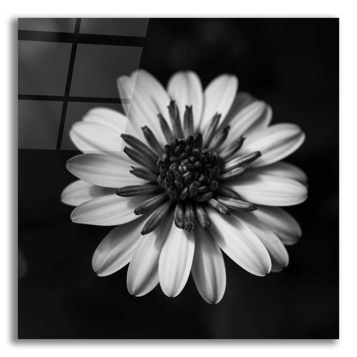 Epic Art 'Sunny Bloom Monochrome' by Leah McLean, Acrylic Glass Wall Art