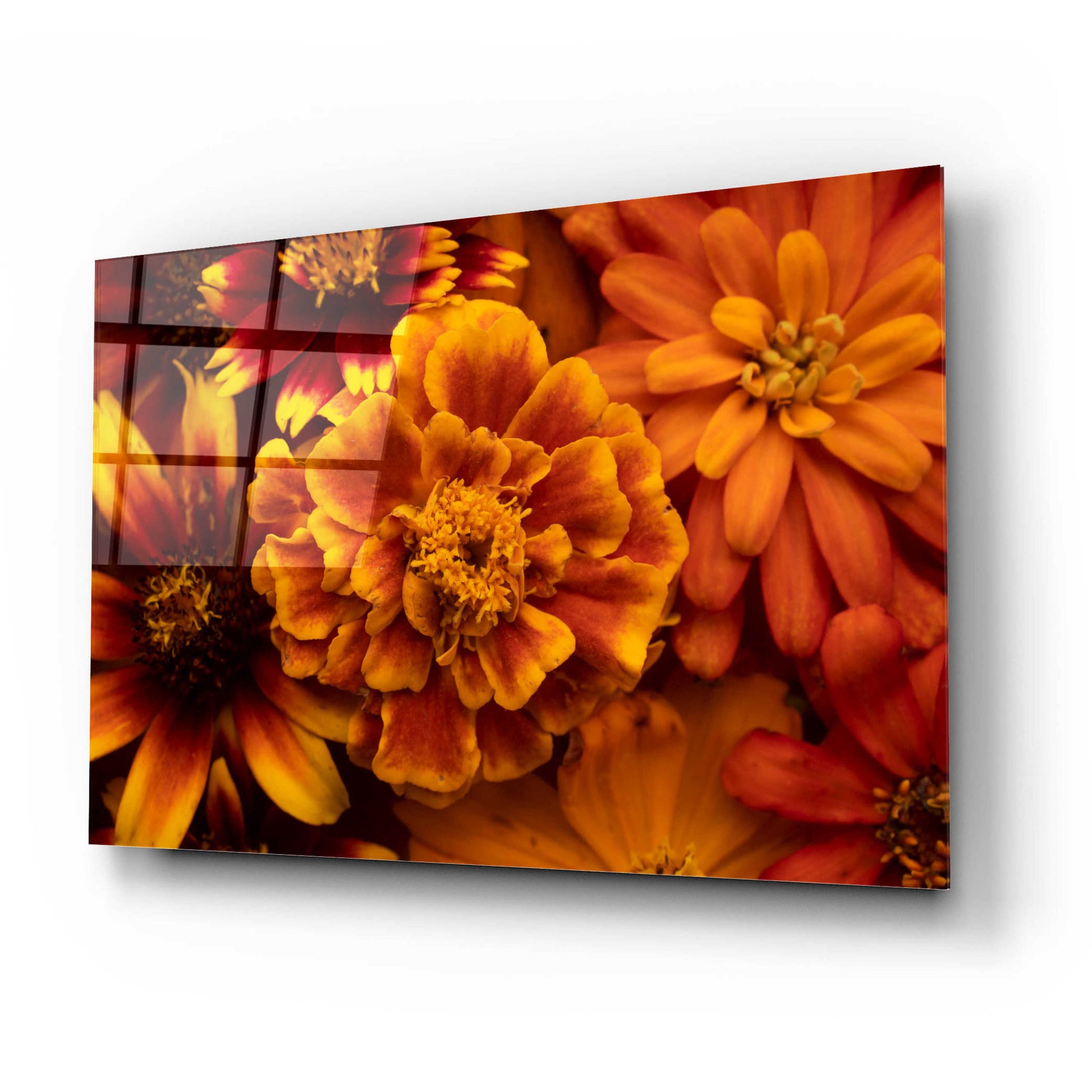 Epic Art 'Marigold Petals' by Leah McLean, Acrylic Glass Wall Art,24x16