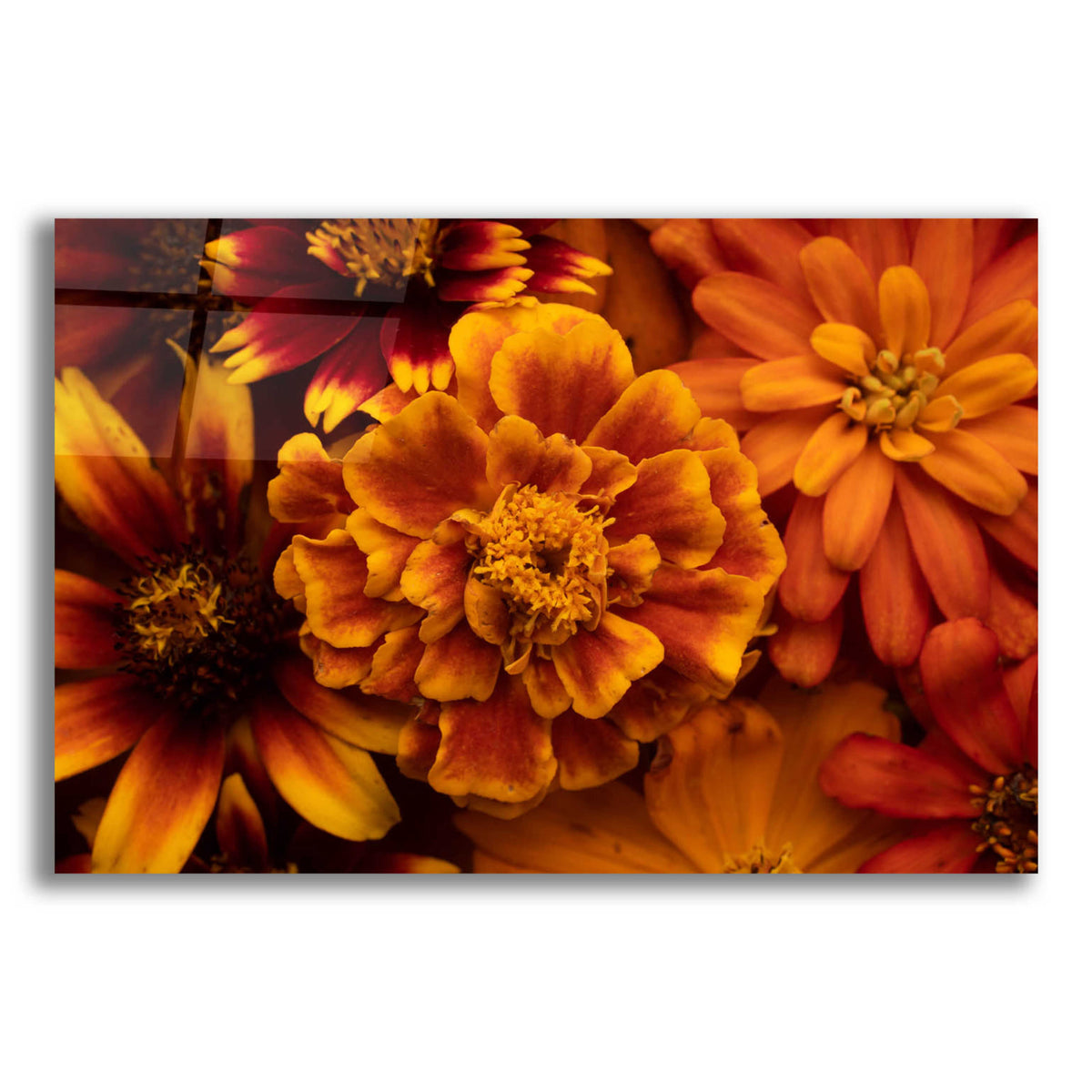 Epic Art 'Marigold Petals' by Leah McLean, Acrylic Glass Wall Art