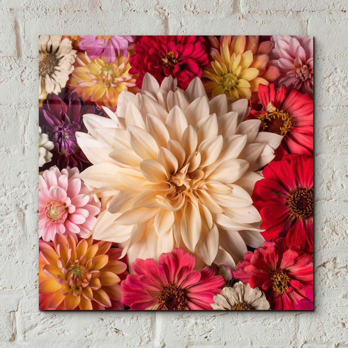 Epic Art 'Dahlia Waltz' by Leah McLean, Acrylic Glass Wall Art,12x12