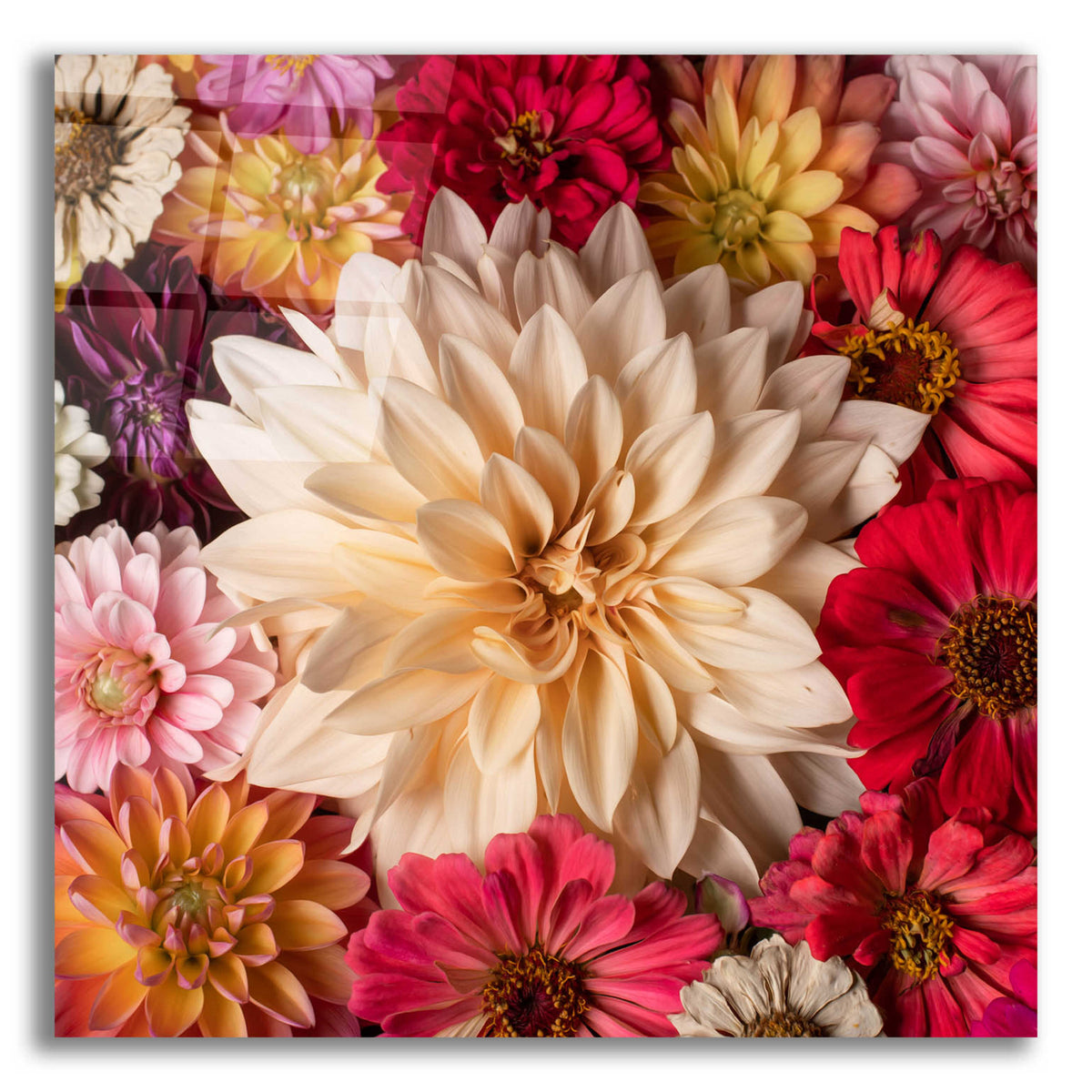 Epic Art 'Dahlia Waltz' by Leah McLean, Acrylic Glass Wall Art