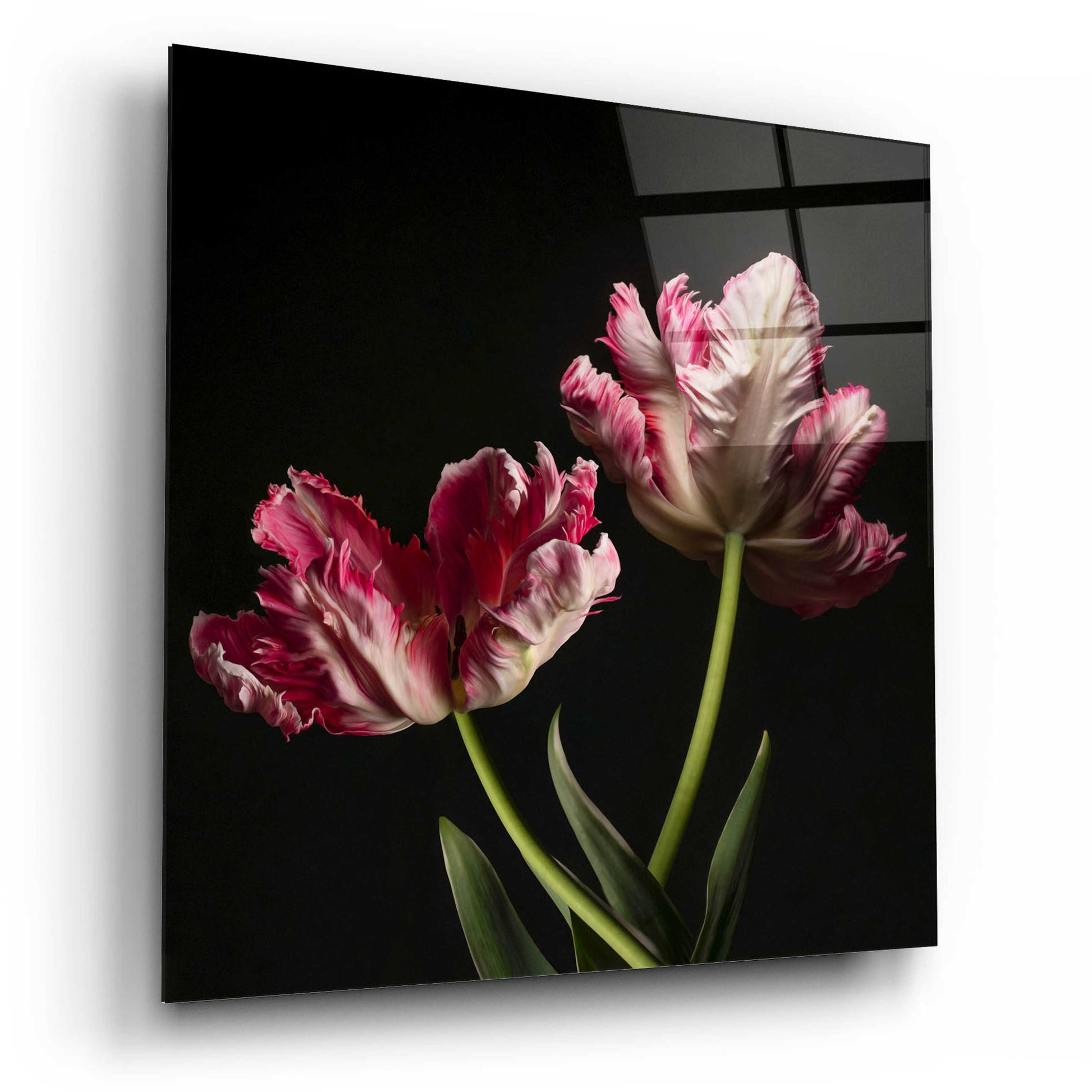 Epic Art 'Open Bloomed Tulips' by Leah McLean, Acrylic Glass Wall Art,12x12