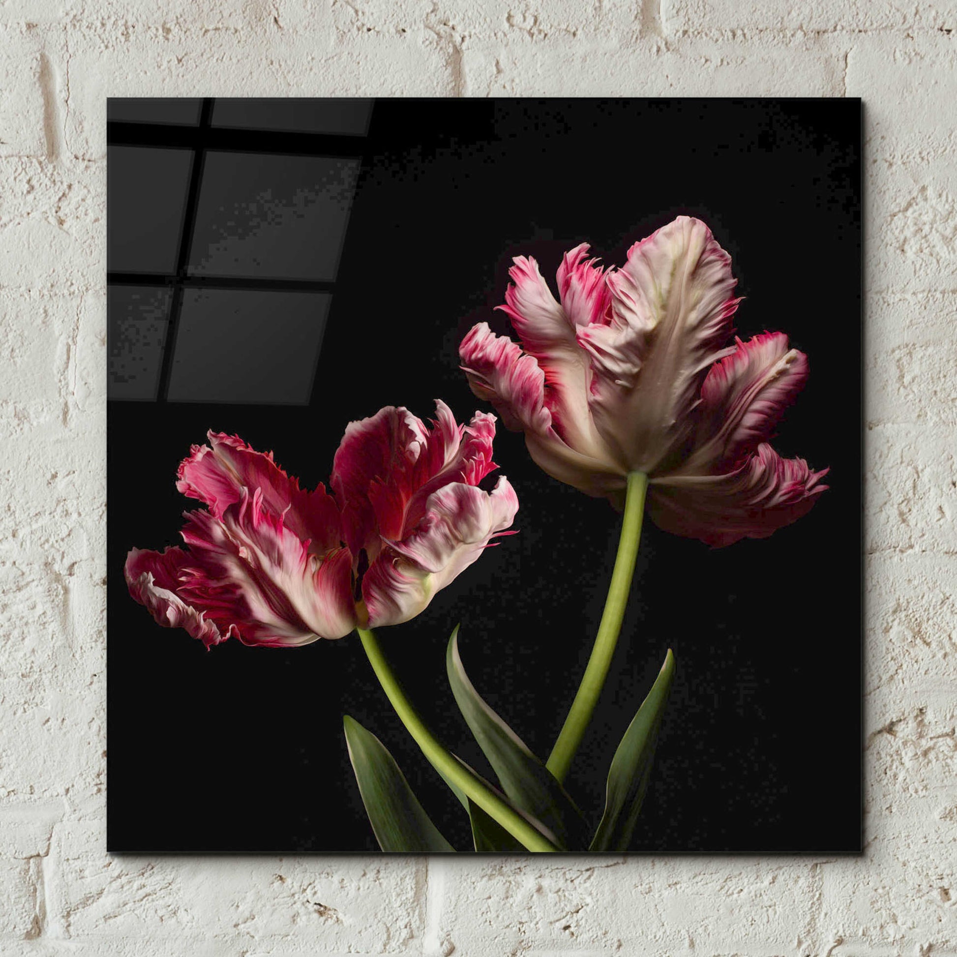 Epic Art 'Open Bloomed Tulips' by Leah McLean, Acrylic Glass Wall Art,12x12