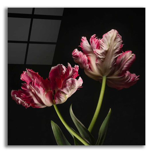 Epic Art 'Open Bloomed Tulips' by Leah McLean, Acrylic Glass Wall Art