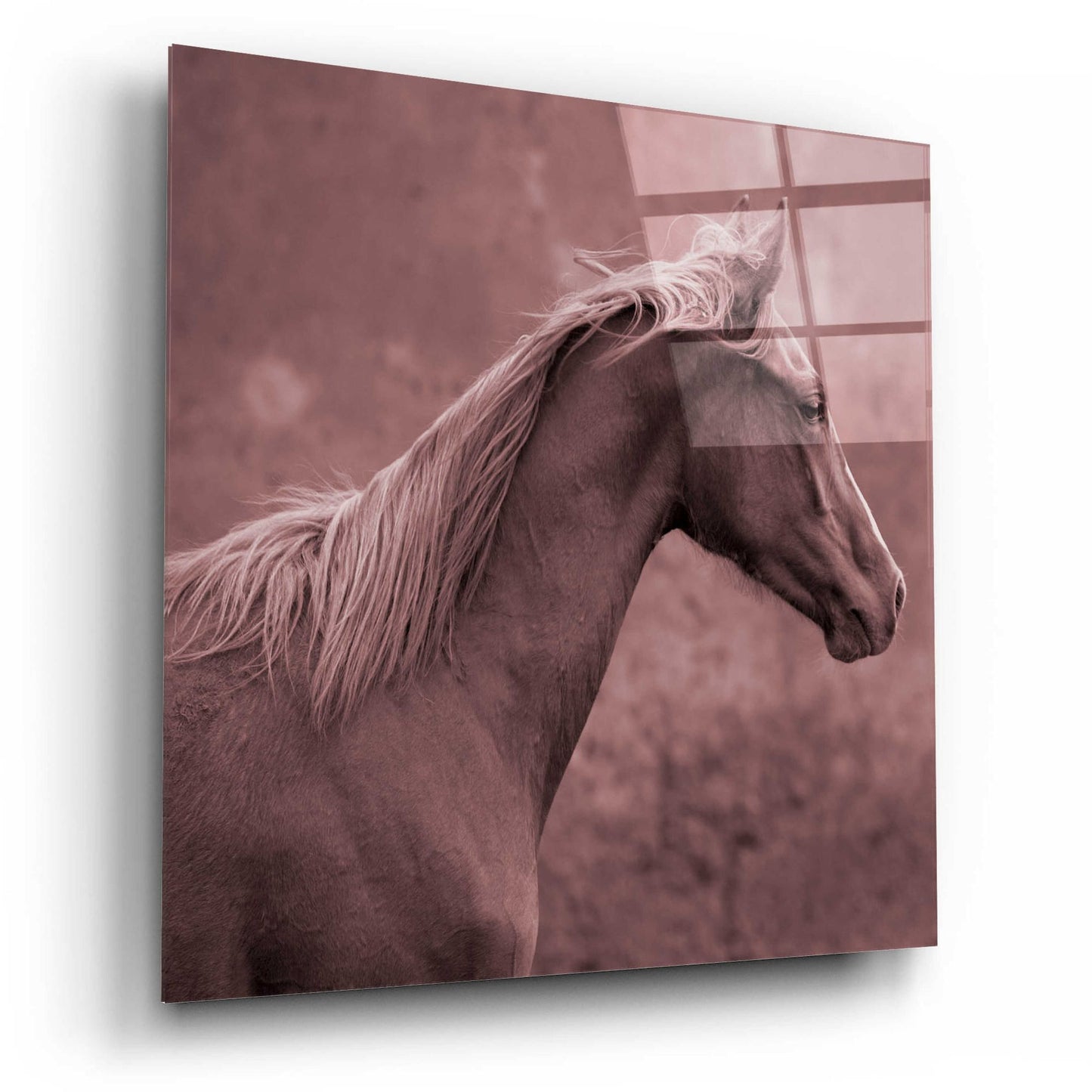 Epic Art 'colt' by Susan Friedman, Acrylic Glass Wall Art,12x12