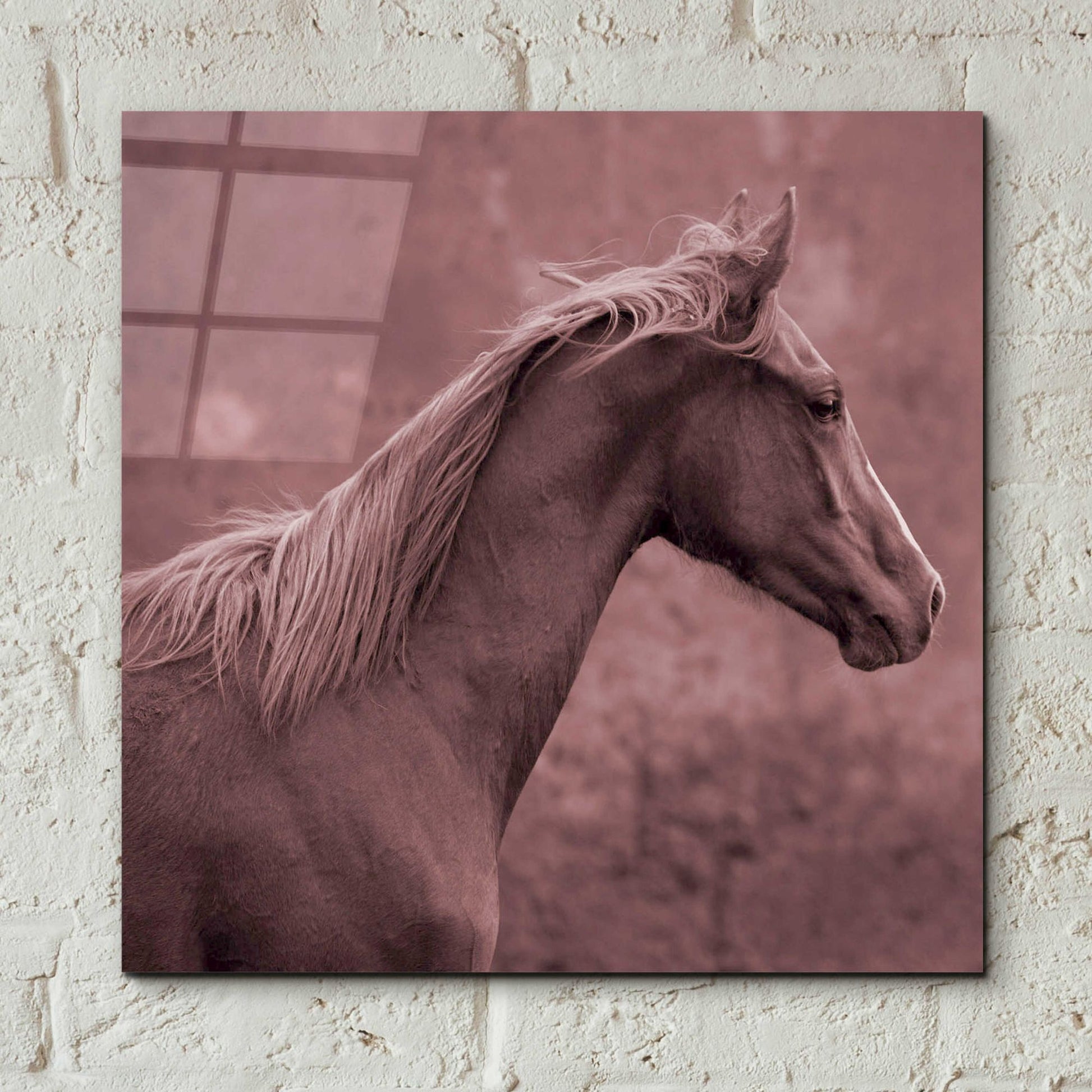 Epic Art 'colt' by Susan Friedman, Acrylic Glass Wall Art,12x12