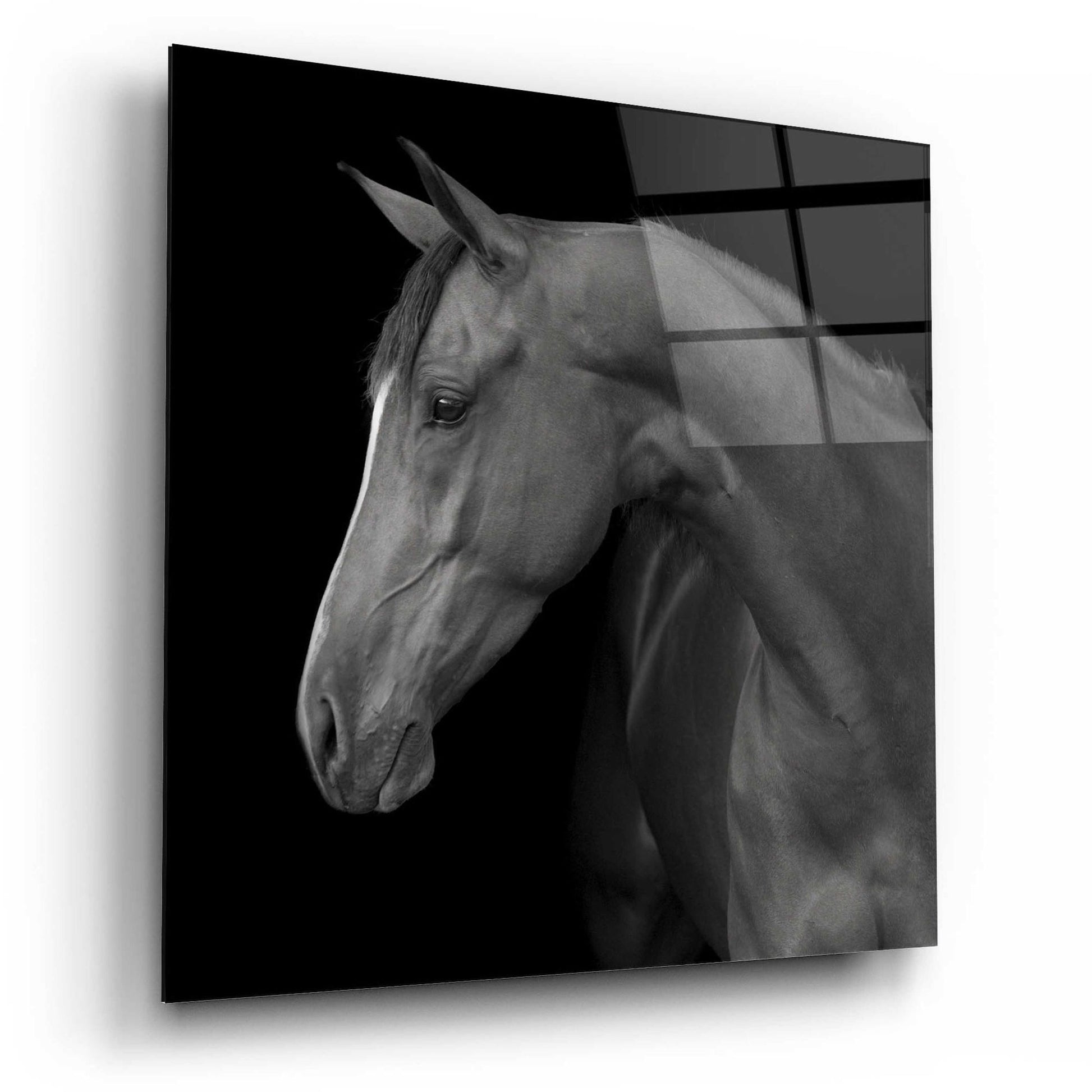 Epic Art 'Jack BW' by Susan Friedman, Acrylic Glass Wall Art,12x12