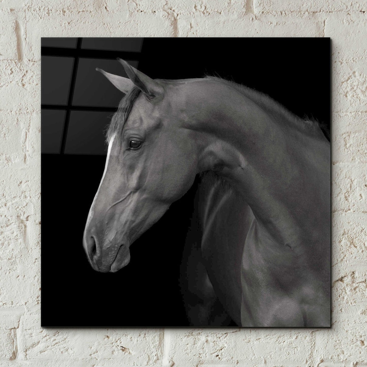 Epic Art 'Jack BW' by Susan Friedman, Acrylic Glass Wall Art,12x12