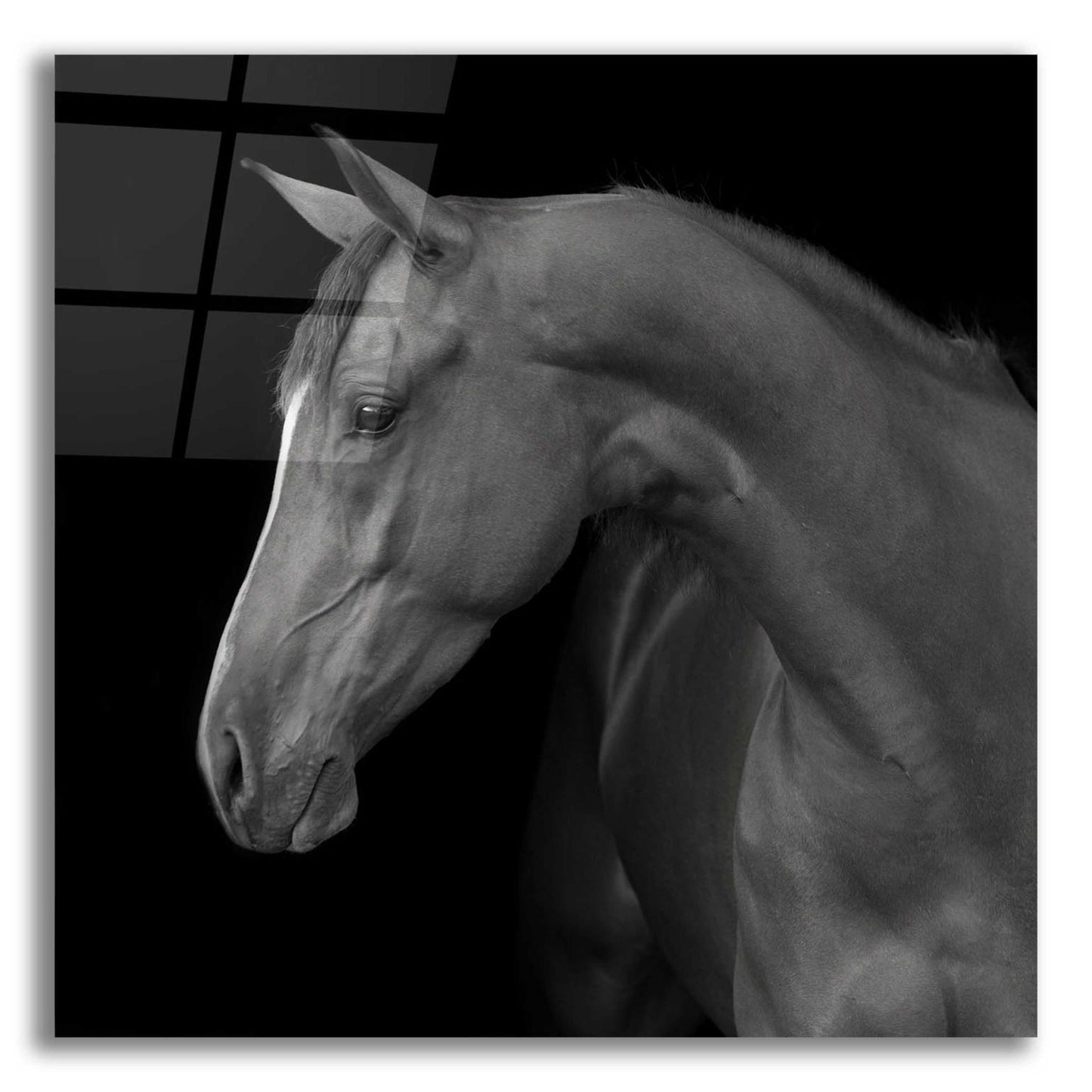 Epic Art 'Jack BW' by Susan Friedman, Acrylic Glass Wall Art,12x12