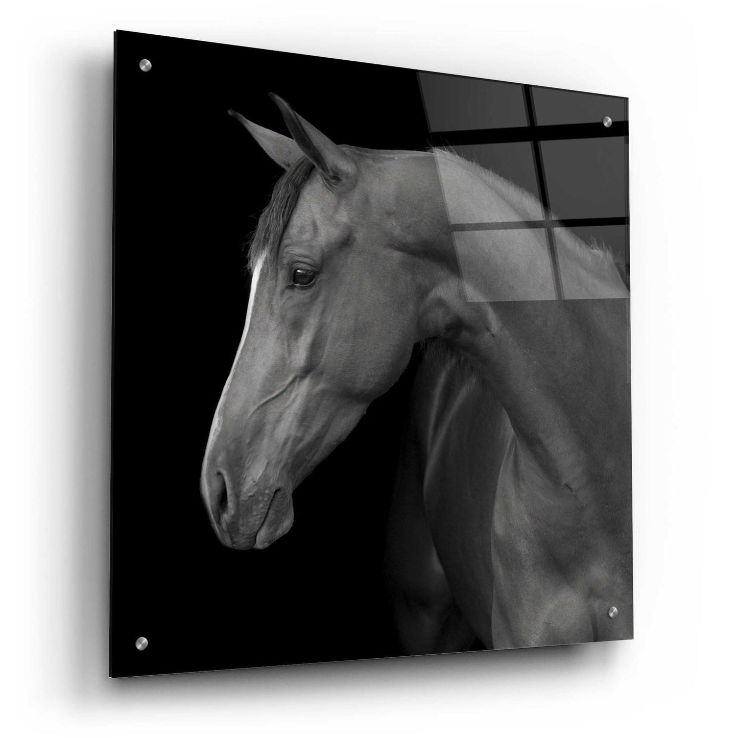 Epic Art 'Jack BW' by Susan Friedman, Acrylic Glass Wall Art,24x24