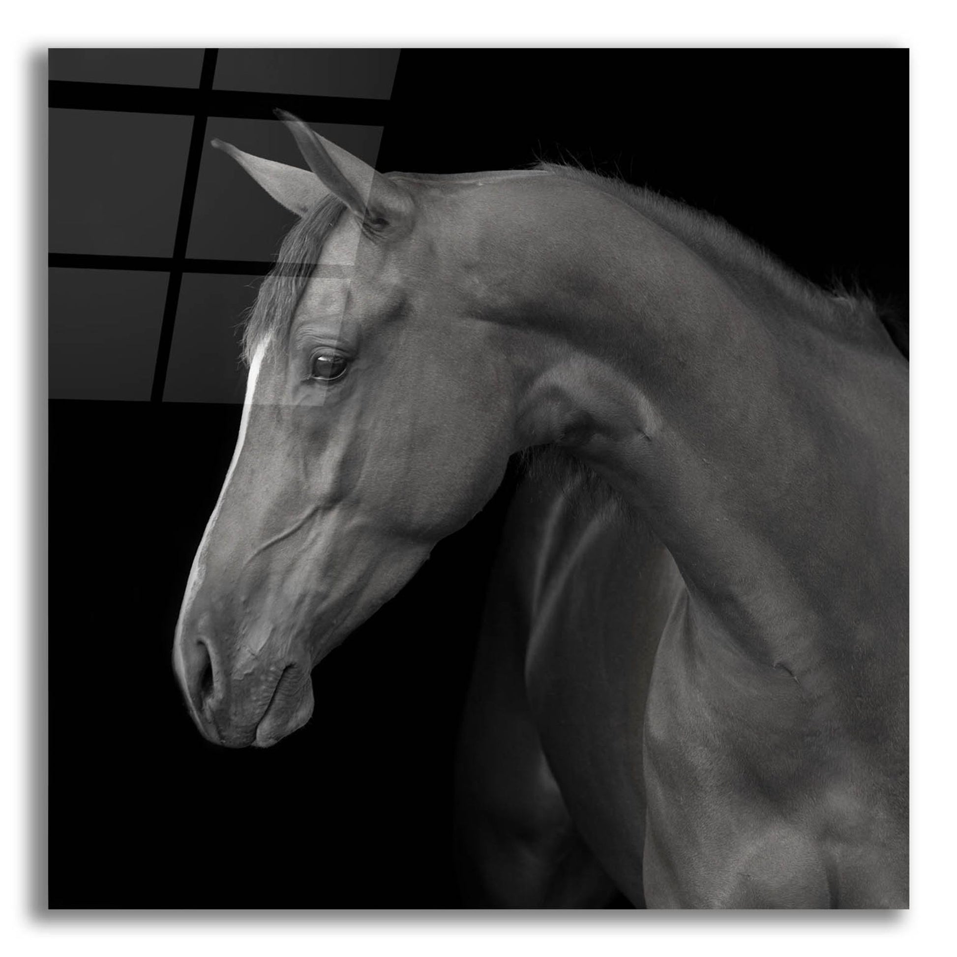 Epic Art 'Jack BW' by Susan Friedman, Acrylic Glass Wall Art