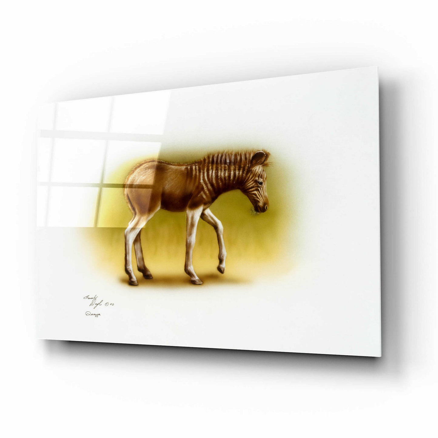 Epic Art 'Zebra Colt' by Beverly Doyle, Acrylic Glass Wall Art,16x12