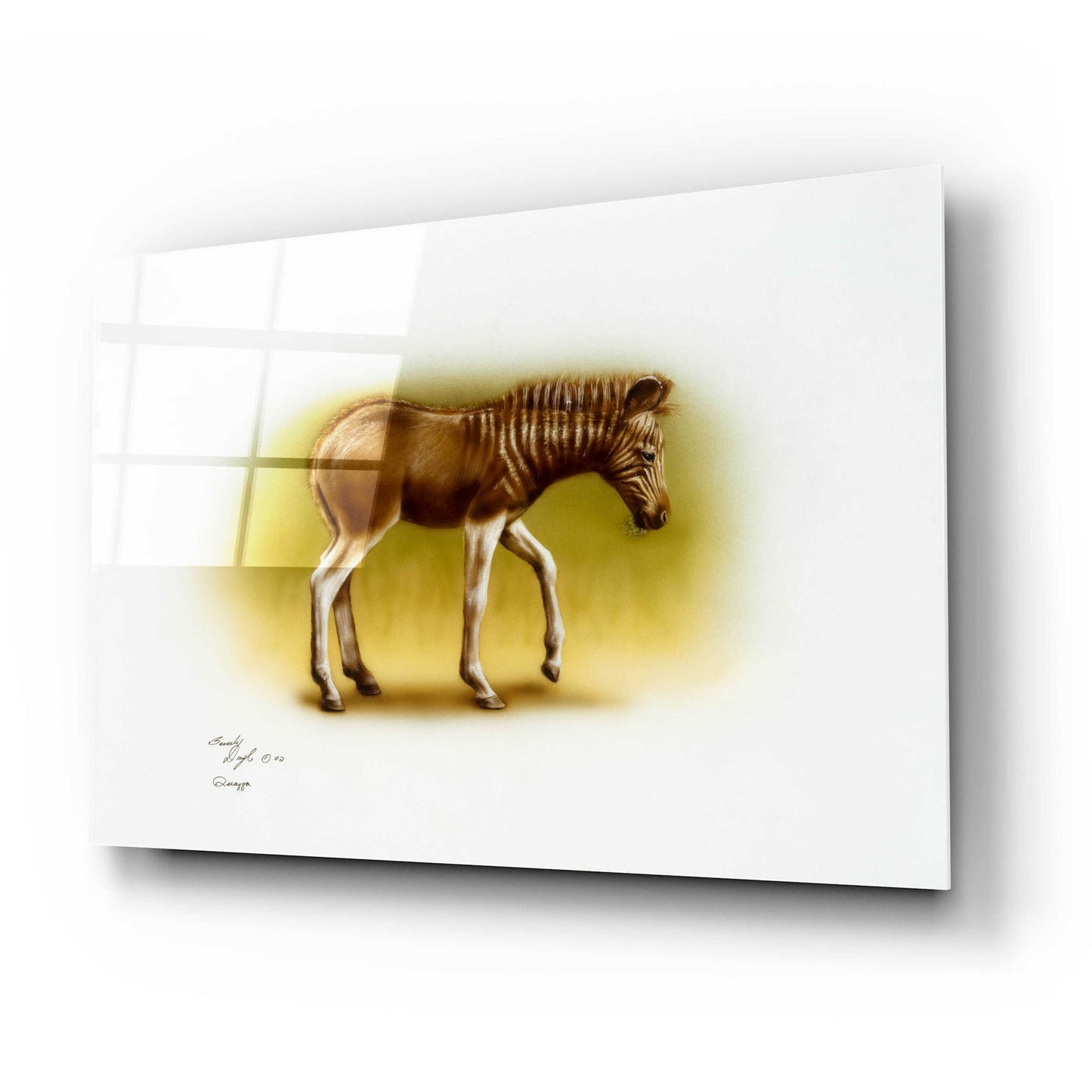 Epic Art 'Zebra Colt' by Beverly Doyle, Acrylic Glass Wall Art,24x16