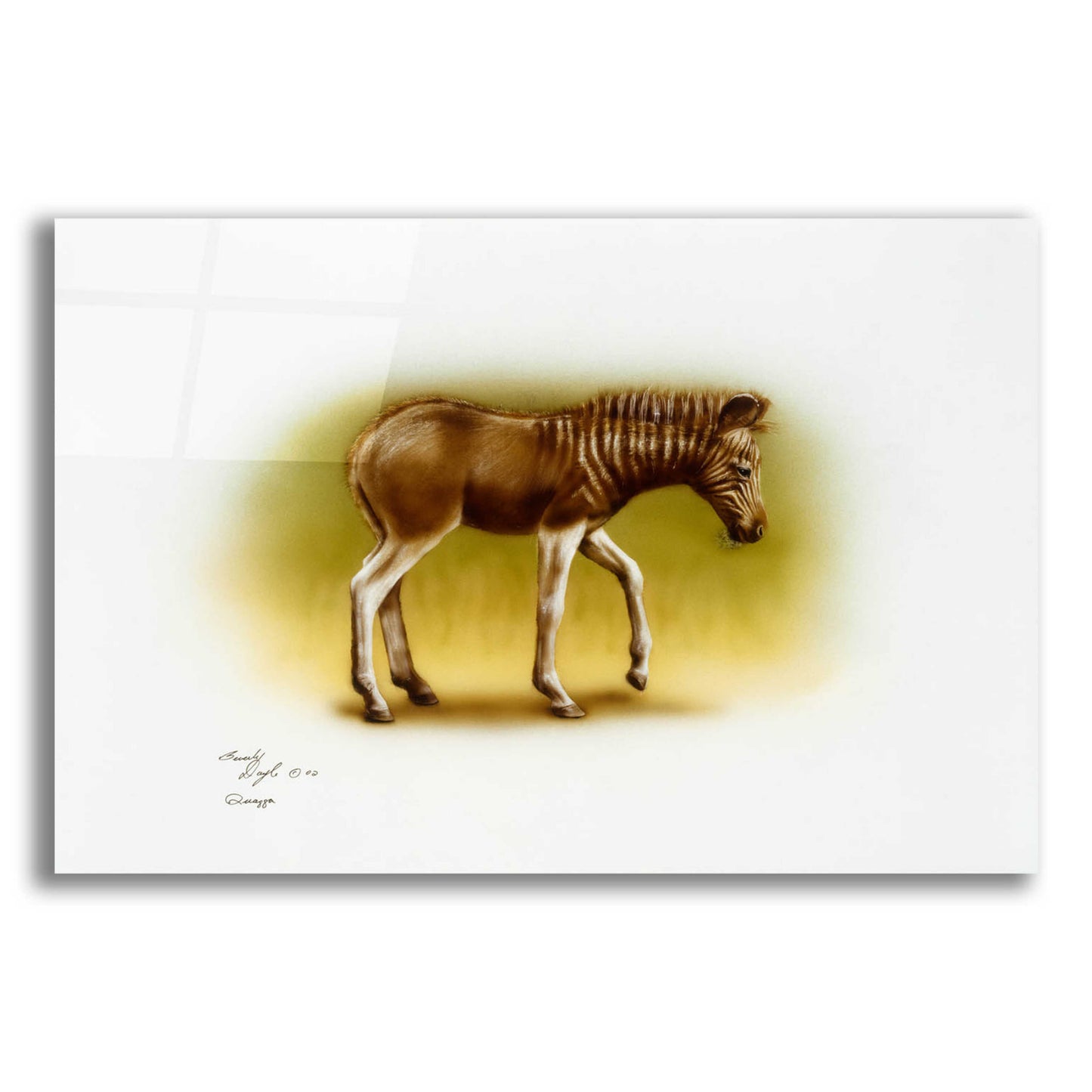 Epic Art 'Zebra Colt' by Beverly Doyle, Acrylic Glass Wall Art,24x16