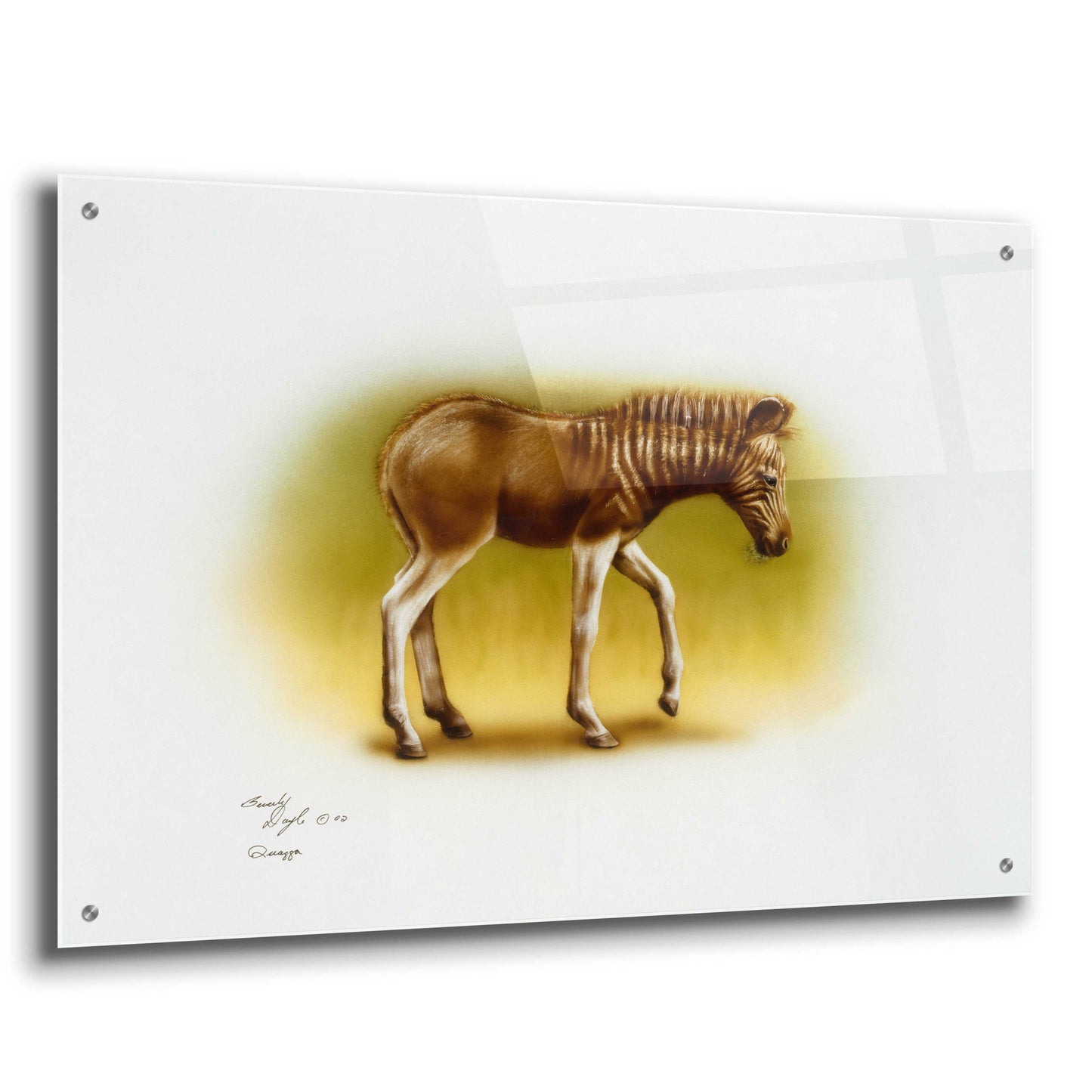 Epic Art 'Zebra Colt' by Beverly Doyle, Acrylic Glass Wall Art,36x24