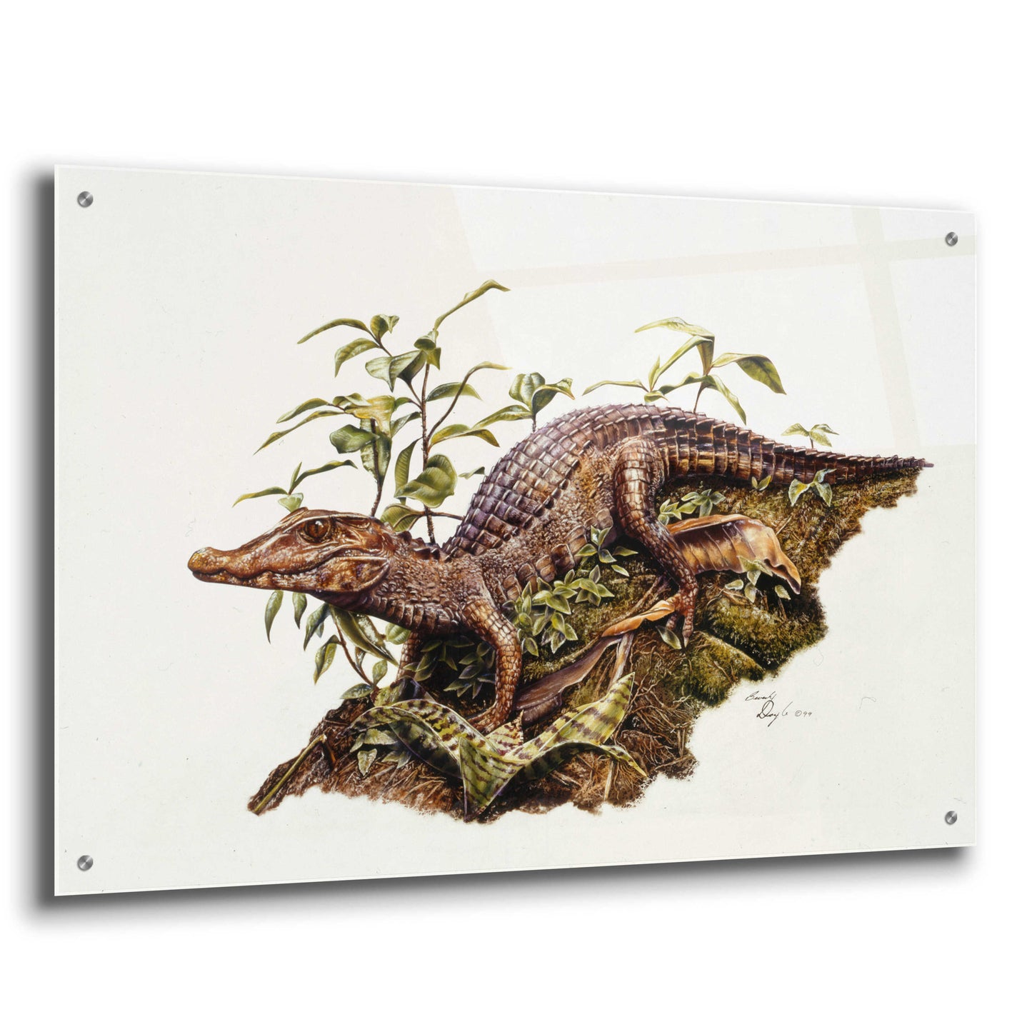 Epic Art 'Crocodile' by Beverly Doyle, Acrylic Glass Wall Art,36x24