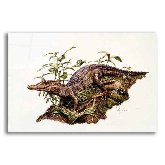 Epic Art 'Crocodile' by Beverly Doyle, Acrylic Glass Wall Art