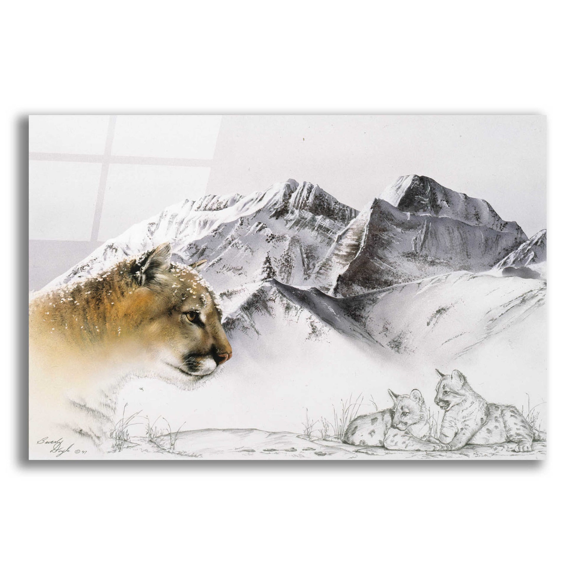 Epic Art 'Cougar' by Beverly Doyle, Acrylic Glass Wall Art,24x16