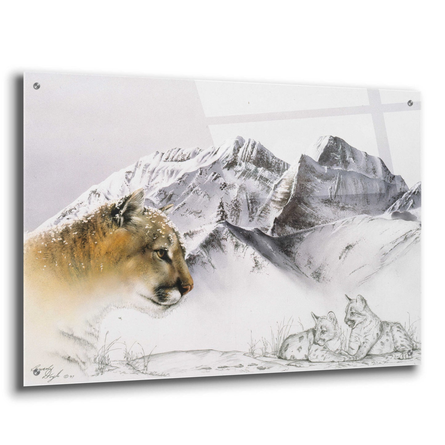 Epic Art 'Cougar' by Beverly Doyle, Acrylic Glass Wall Art,36x24