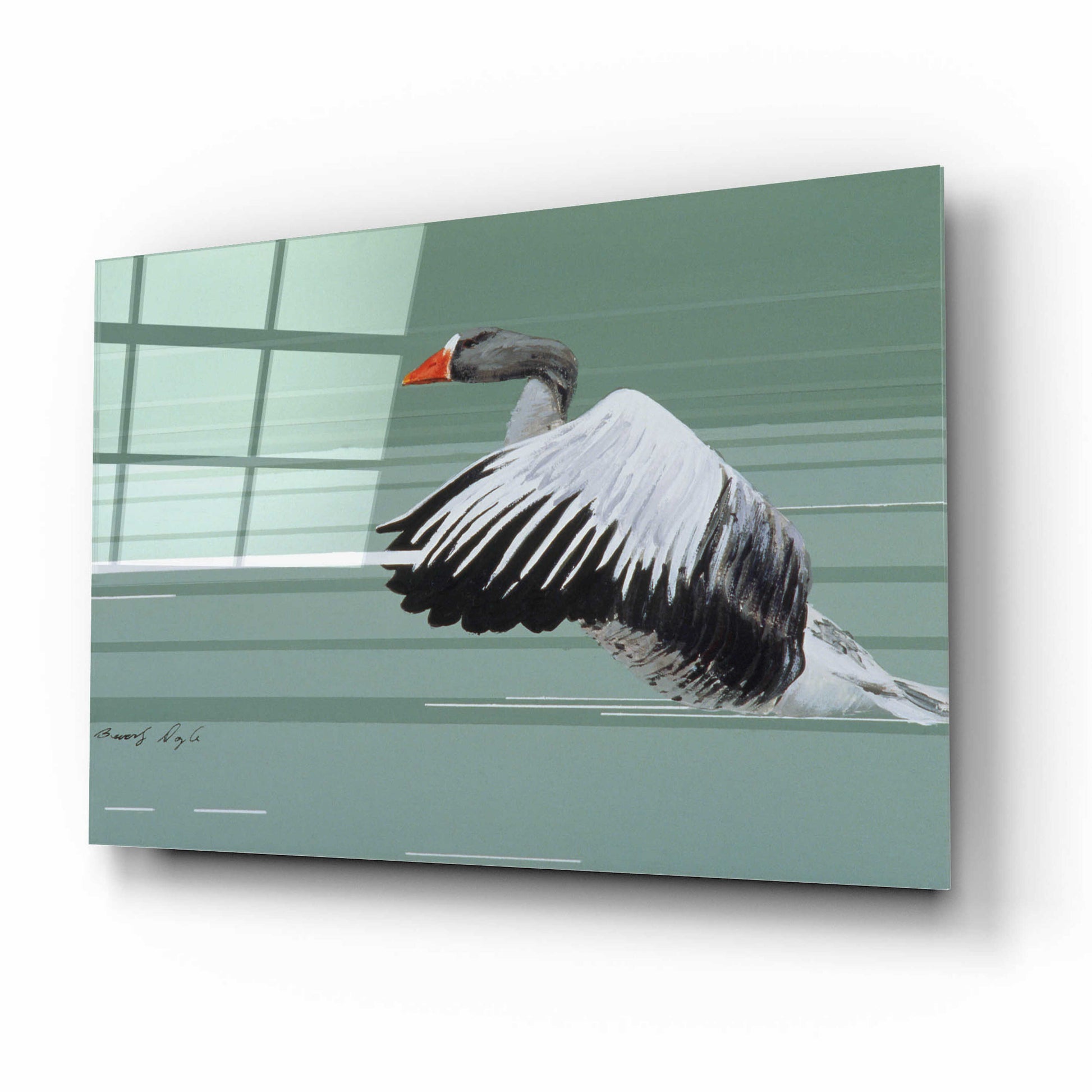 Epic Art 'Greylag' by Beverly Doyle, Acrylic Glass Wall Art,16x12