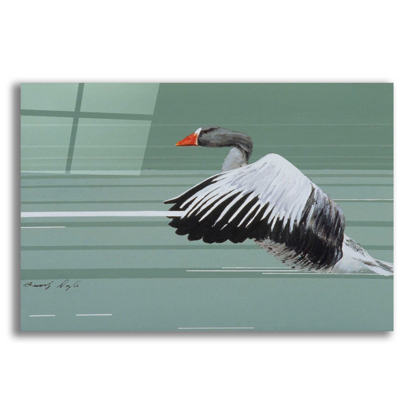 Epic Art 'Greylag' by Beverly Doyle, Acrylic Glass Wall Art,24x16