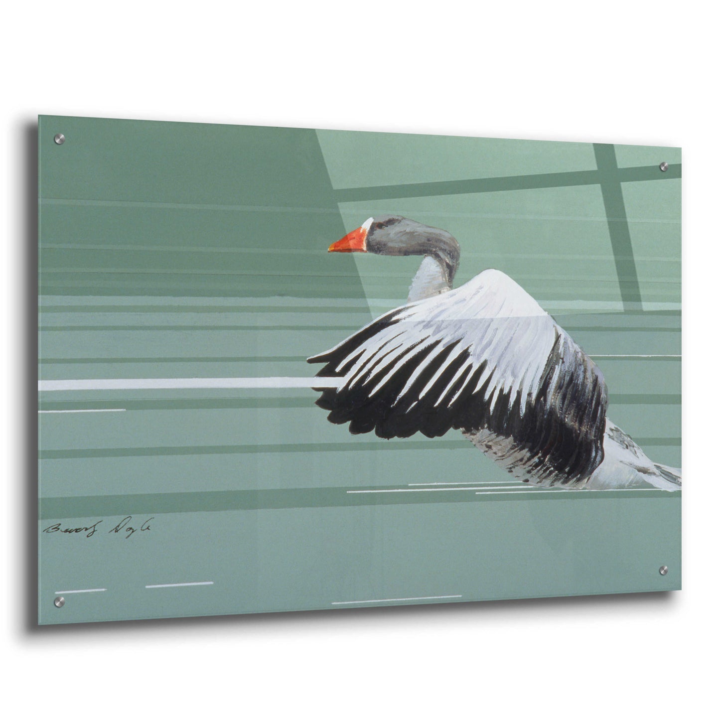 Epic Art 'Greylag' by Beverly Doyle, Acrylic Glass Wall Art,36x24