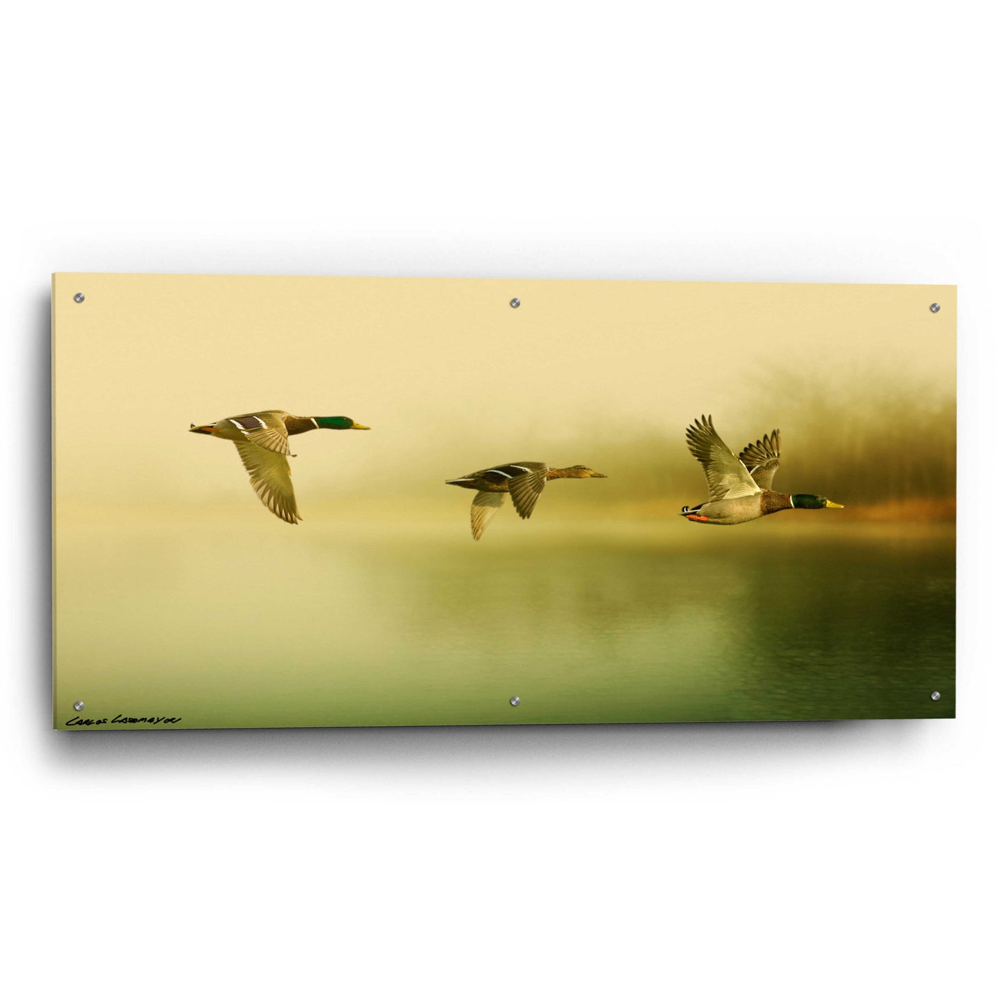 Epic Art 'Ducks Flying' by Carlos Casamayor, Acrylic Glass Wall Art,48x24