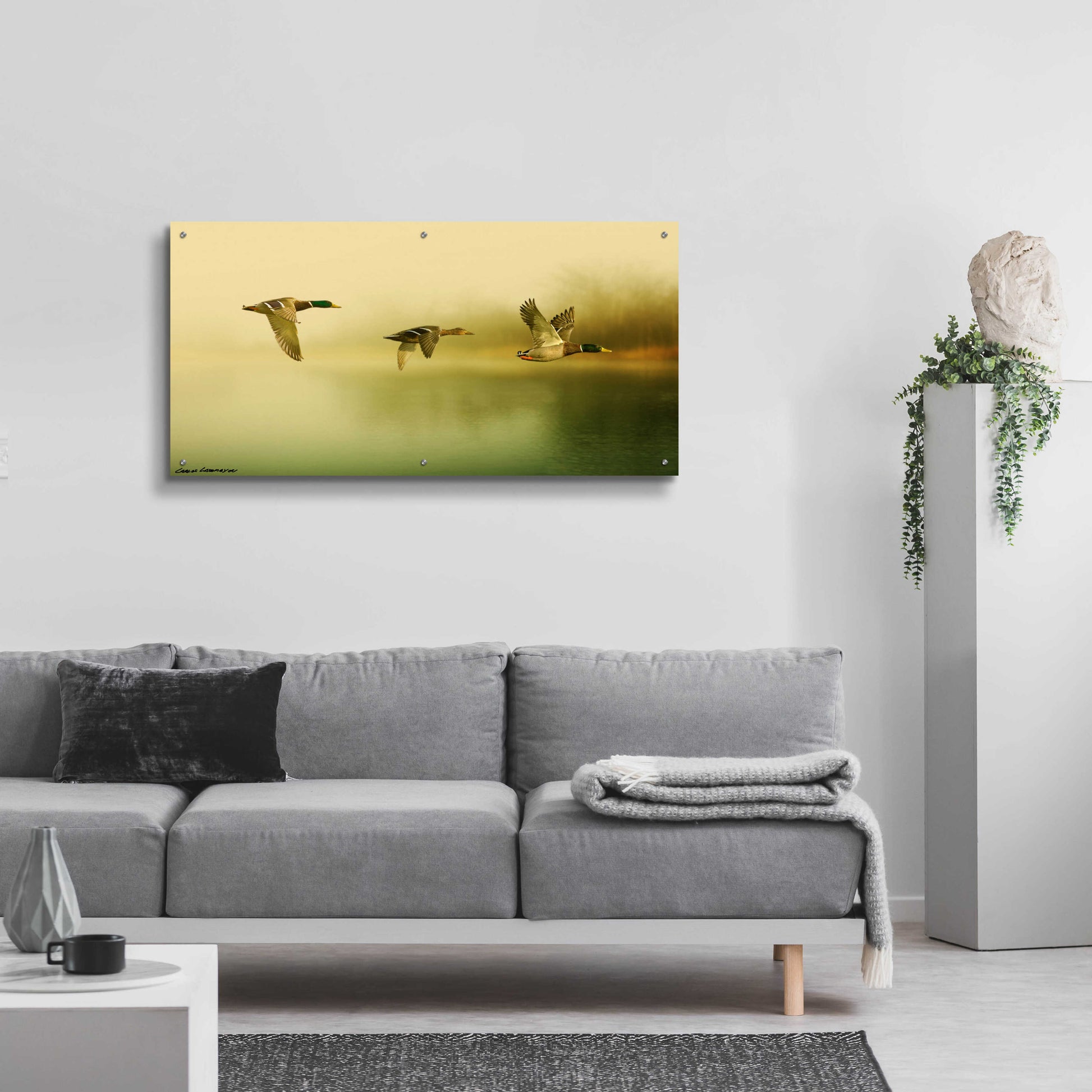 Epic Art 'Ducks Flying' by Carlos Casamayor, Acrylic Glass Wall Art,48x24