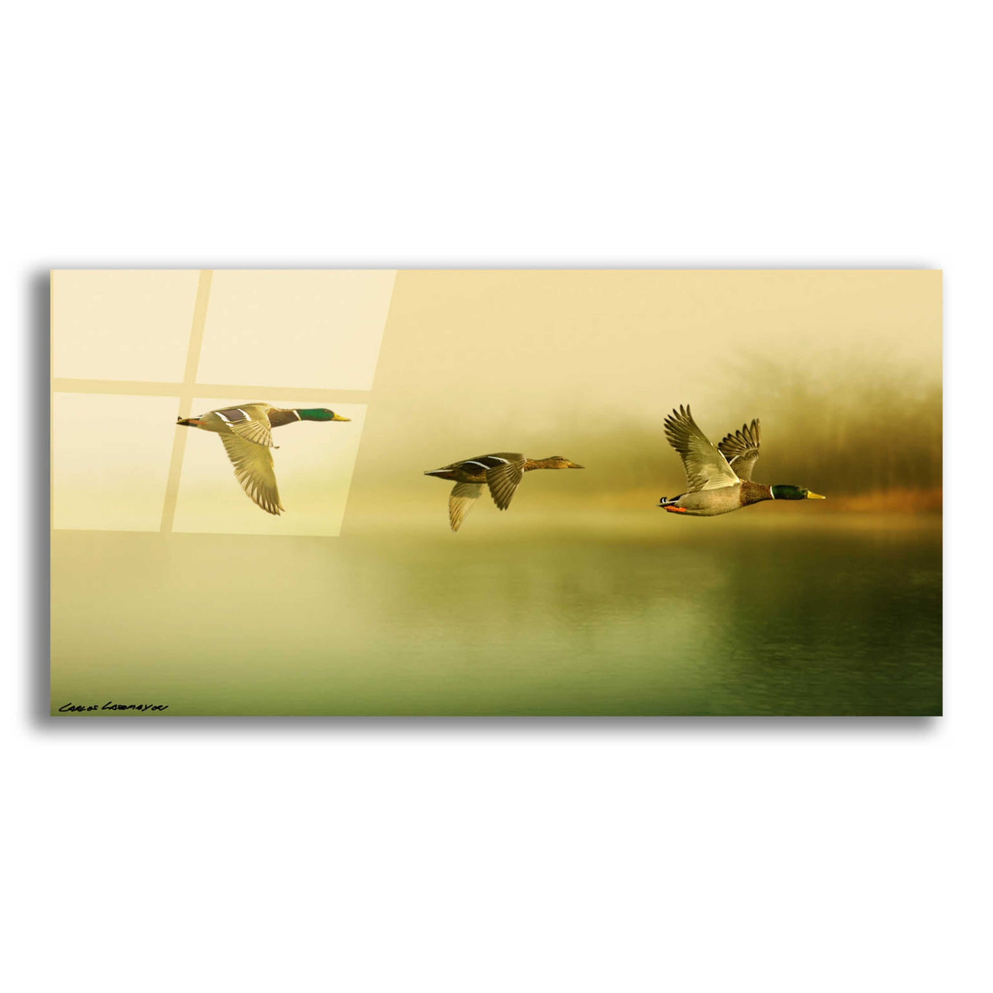 Epic Art 'Ducks Flying' by Carlos Casamayor, Acrylic Glass Wall Art