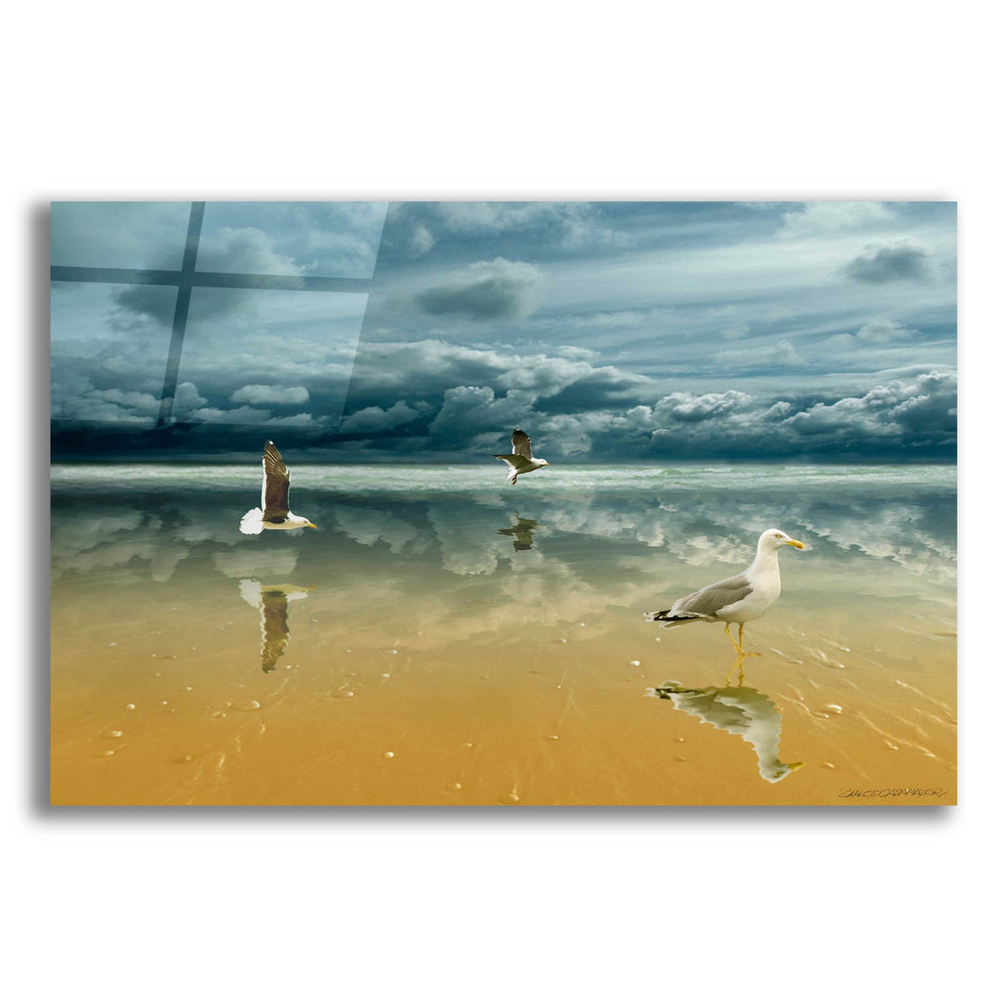 Epic Art 'Seagulls on the Beach' by Carlos Casamayor, Acrylic Glass Wall Art,24x16