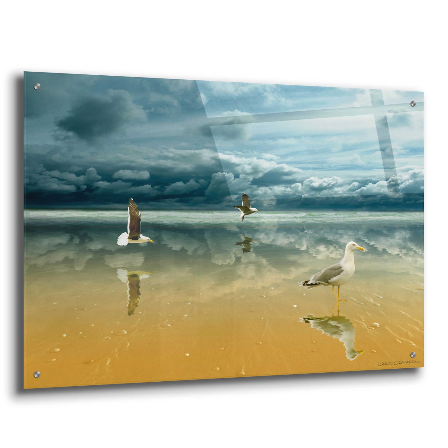 Epic Art 'Seagulls on the Beach' by Carlos Casamayor, Acrylic Glass Wall Art,36x24