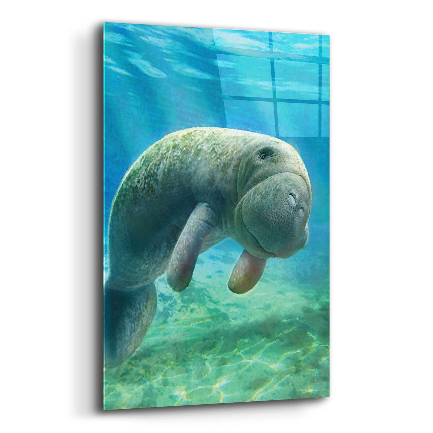 Epic Art 'Five Of Earth-Manatee' by Dan Craig, Acrylic Glass Wall Art,12x16