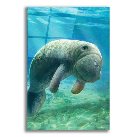 Epic Art 'Five Of Earth-Manatee' by Dan Craig, Acrylic Glass Wall Art