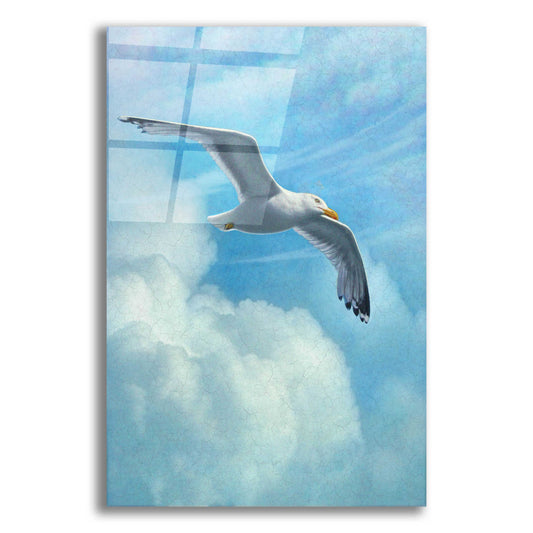 Epic Art 'Page Of Earth-Seasgull' by Dan Craig, Acrylic Glass Wall Art