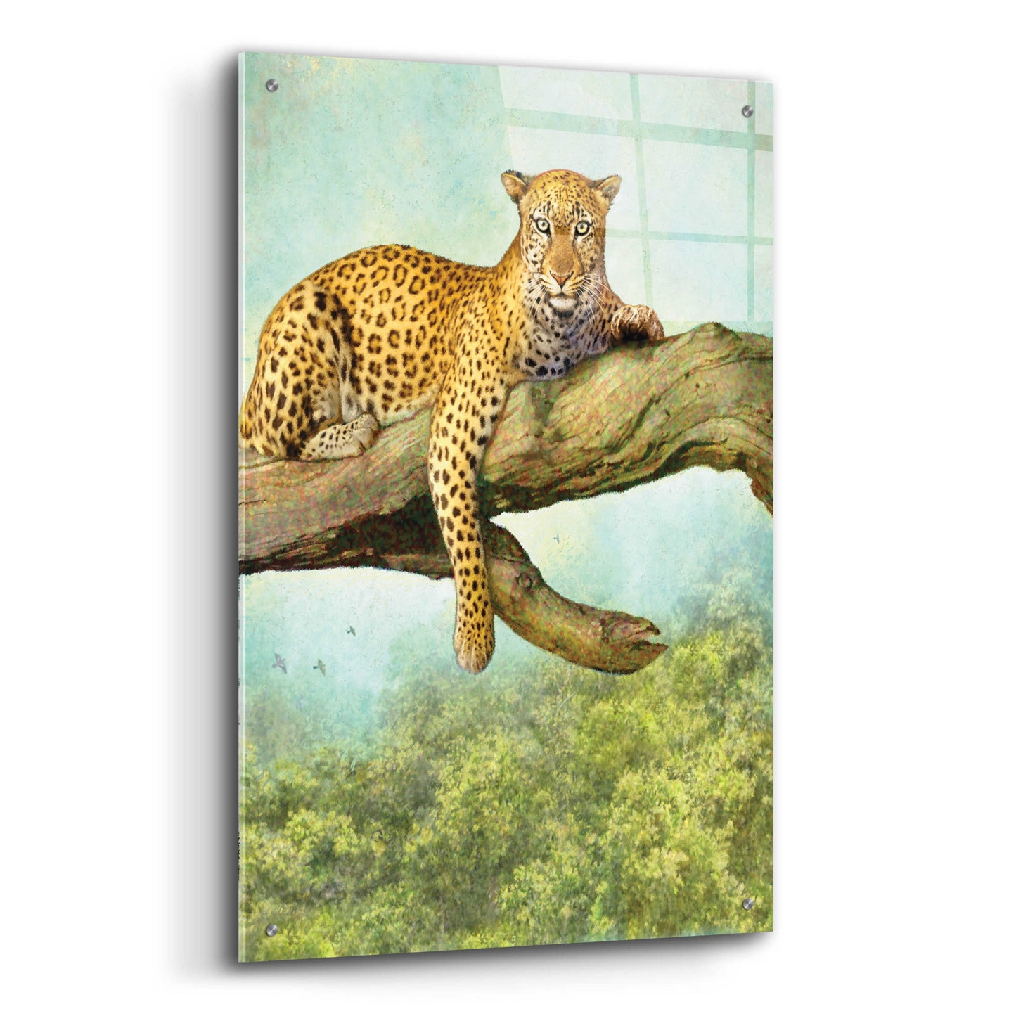 Epic Art 'Queen Of Air Leopard' by Dan Craig, Acrylic Glass Wall Art,24x36