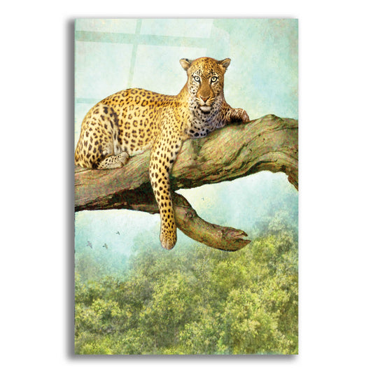 Epic Art 'Queen Of Air Leopard' by Dan Craig, Acrylic Glass Wall Art