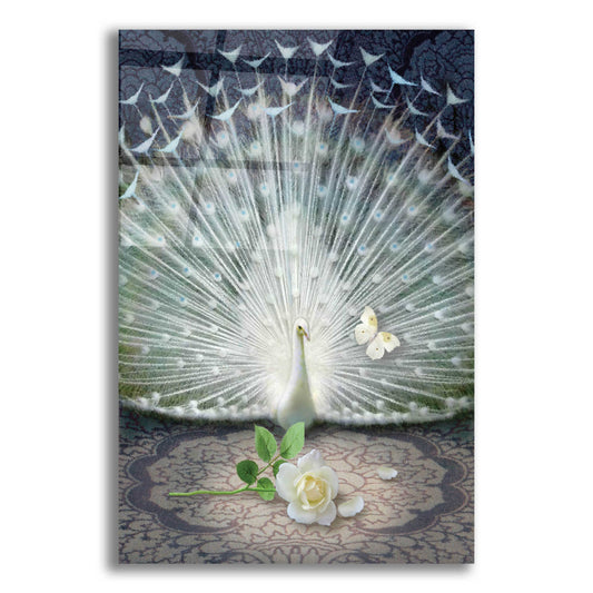 Epic Art 'Release-White Peacock' by Dan Craig, Acrylic Glass Wall Art