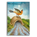 Epic Art 'The Star-Oriole' by Dan Craig, Acrylic Glass Wall Art