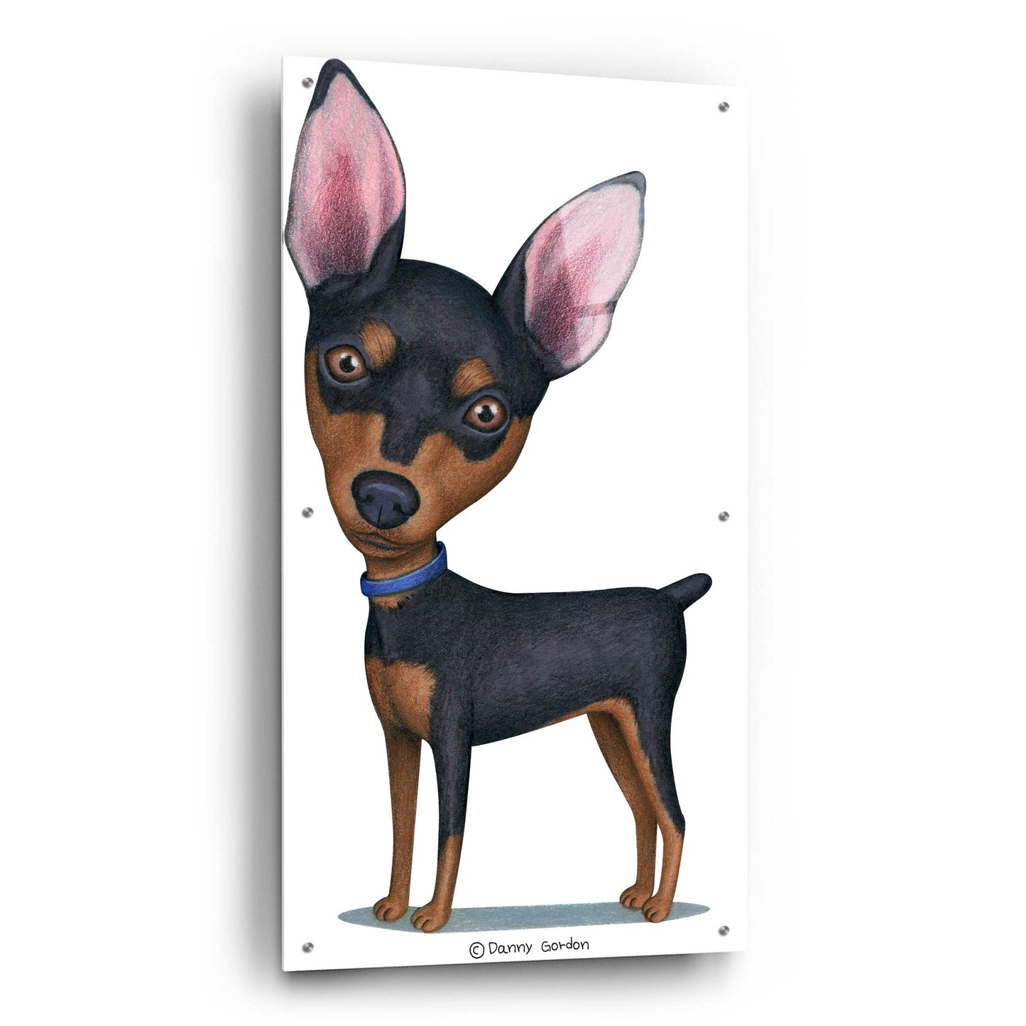 Epic Art 'Miniature Pinscher Blue Collar' by Danny Gordon Art, Acrylic Glass Wall Art,24x48