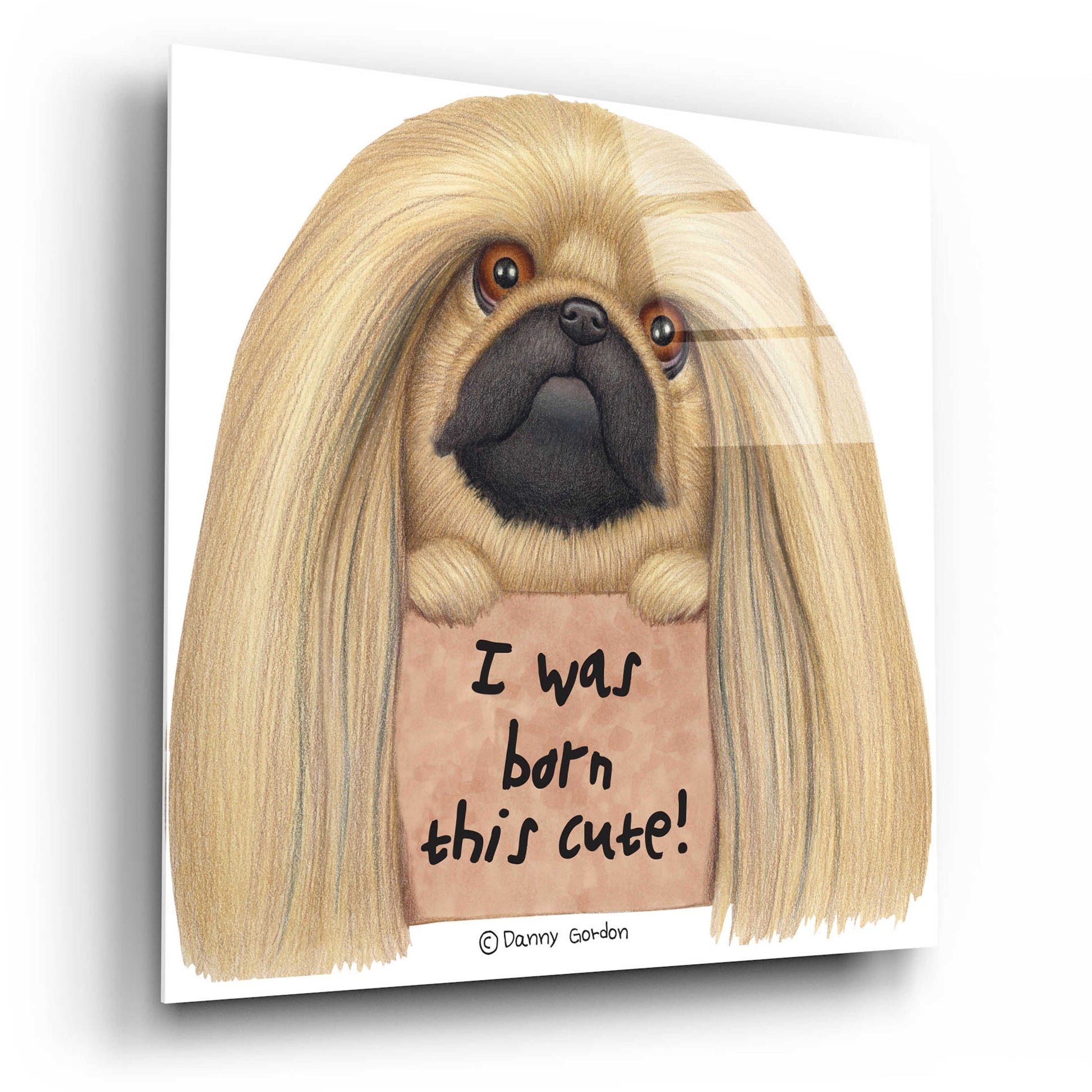 Epic Art 'Pekingese with Sign Born Cute' by Danny Gordon Art, Acrylic Glass Wall Art,12x12