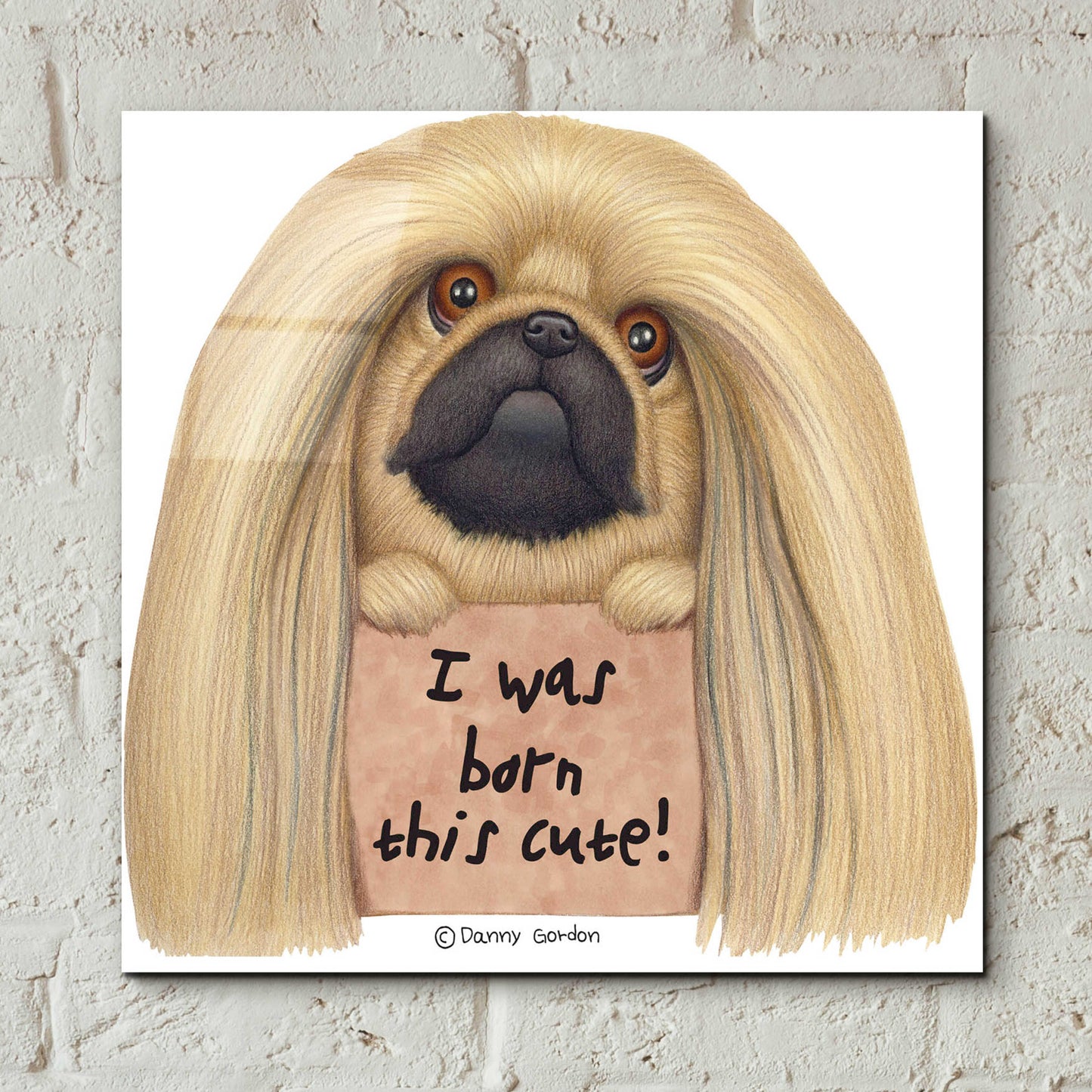 Epic Art 'Pekingese with Sign Born Cute' by Danny Gordon Art, Acrylic Glass Wall Art,12x12