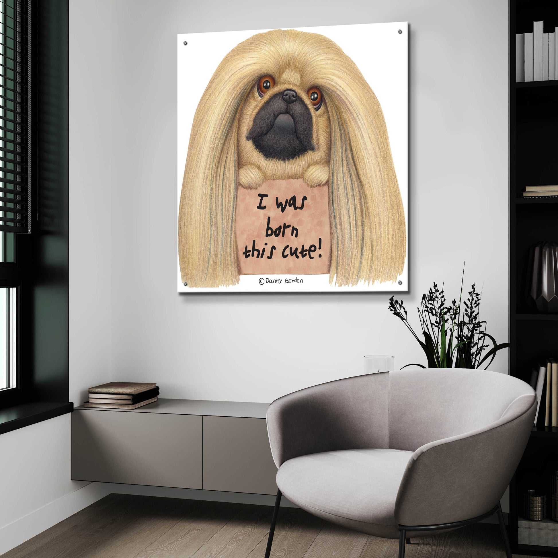 Epic Art 'Pekingese with Sign Born Cute' by Danny Gordon Art, Acrylic Glass Wall Art,36x36