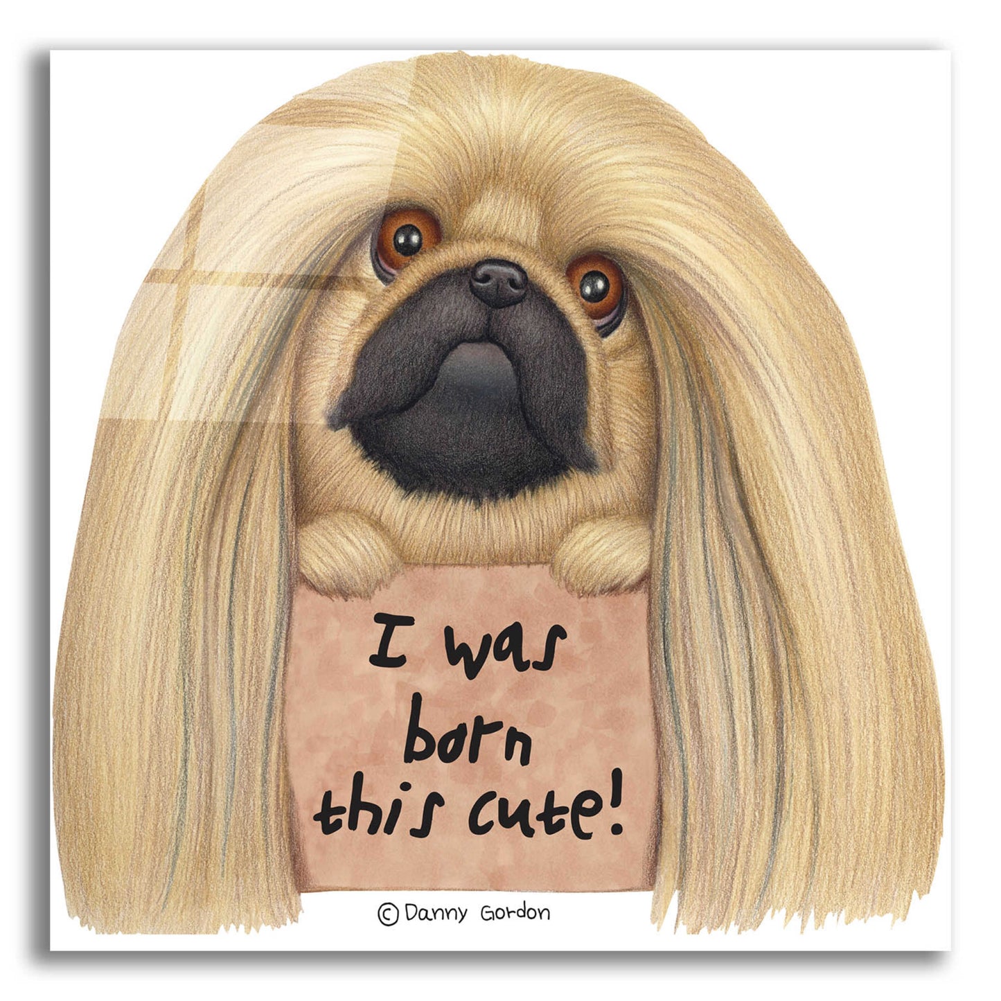 Epic Art 'Pekingese with Sign Born Cute' by Danny Gordon Art, Acrylic Glass Wall Art