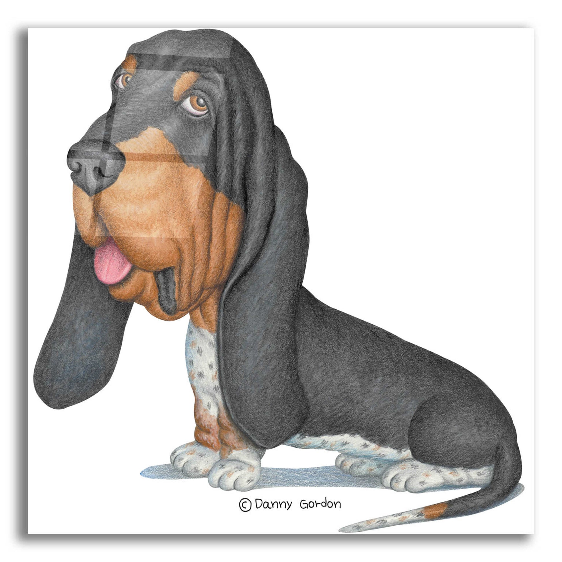 Epic Art 'Tri Color Basset Hound Sitting' by Danny Gordon Art, Acrylic Glass Wall Art