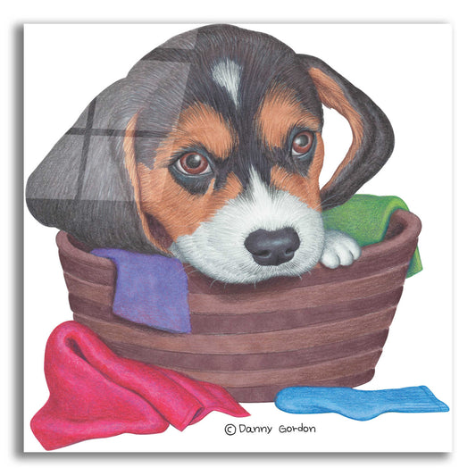 Epic Art 'Tri Color Beagle in Basket' by Danny Gordon Art, Acrylic Glass Wall Art