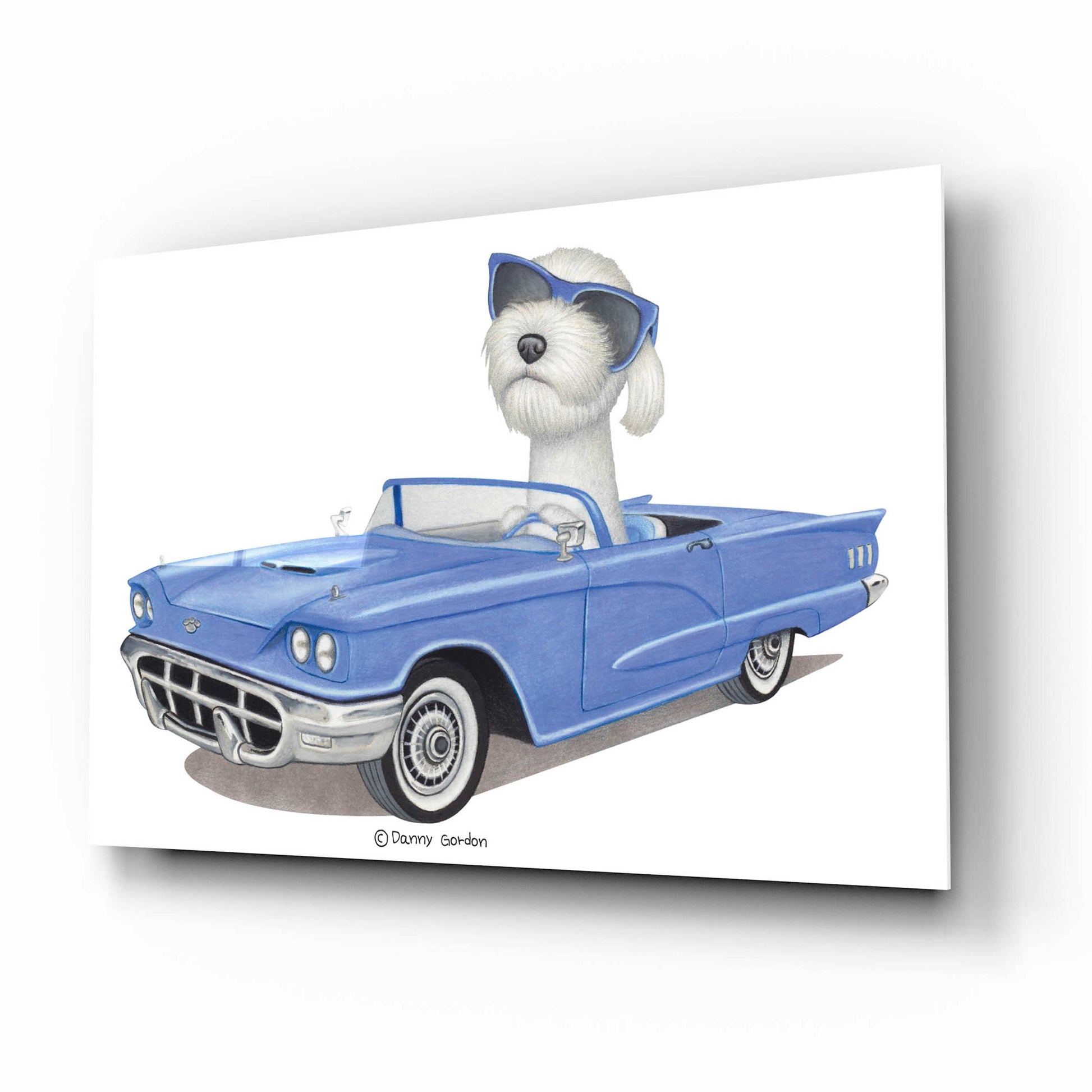 Epic Art 'White Labradoodle Blue Car' by Danny Gordon Art, Acrylic Glass Wall Art,16x12