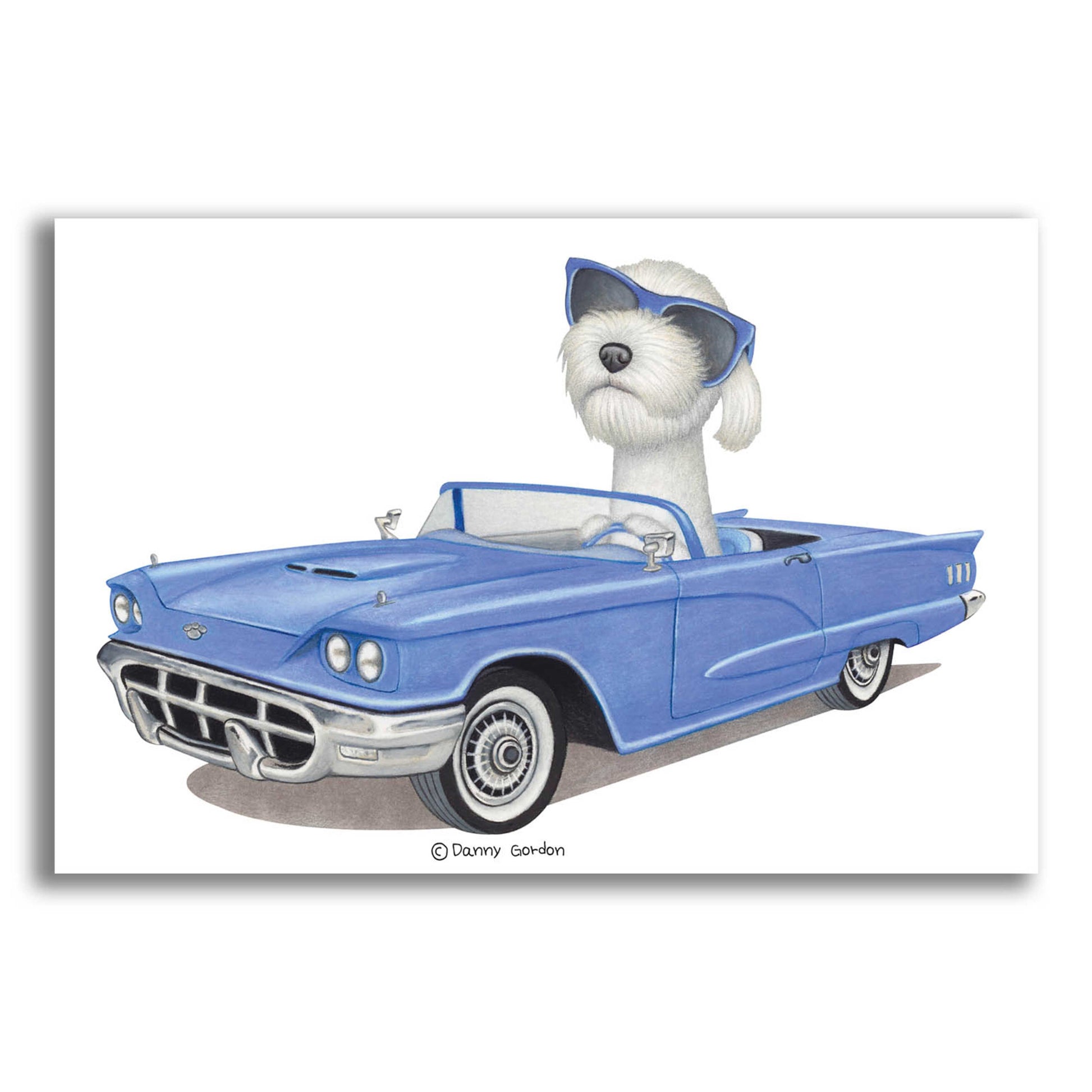 Epic Art 'White Labradoodle Blue Car' by Danny Gordon Art, Acrylic Glass Wall Art,24x16