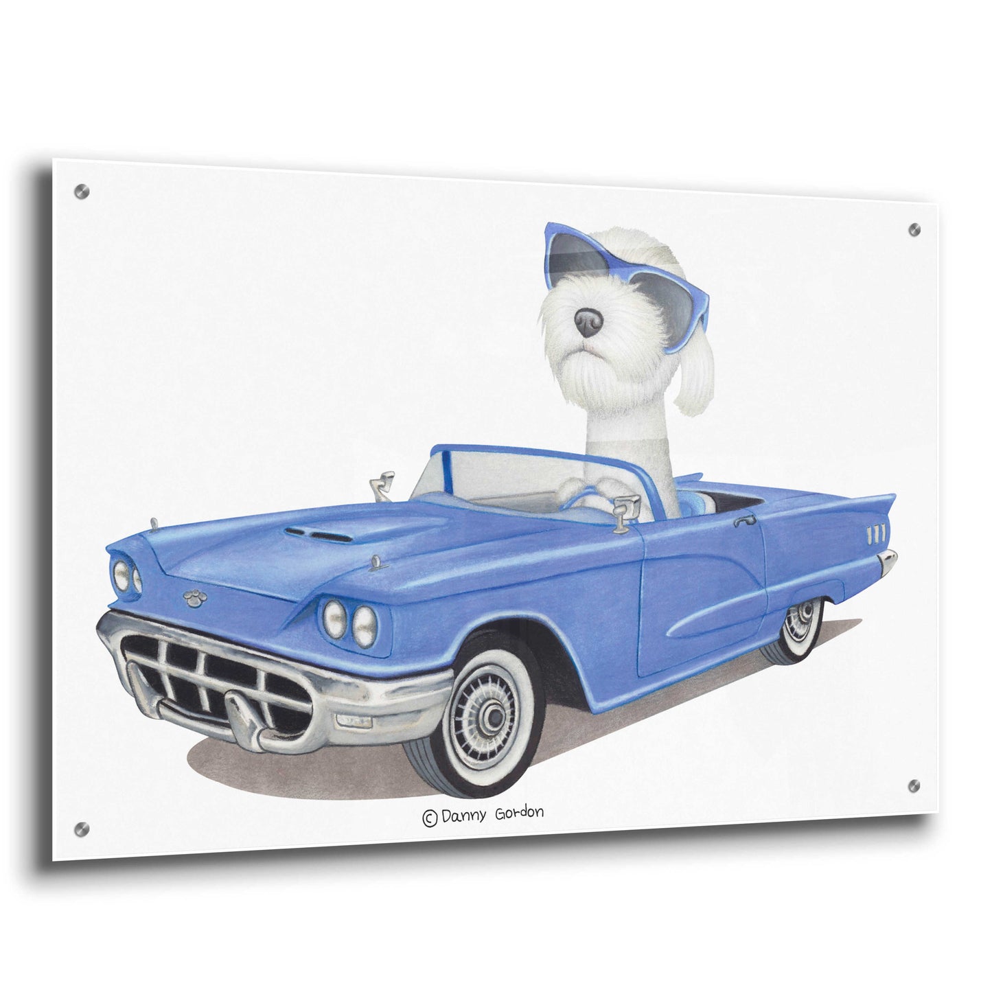 Epic Art 'White Labradoodle Blue Car' by Danny Gordon Art, Acrylic Glass Wall Art,36x24