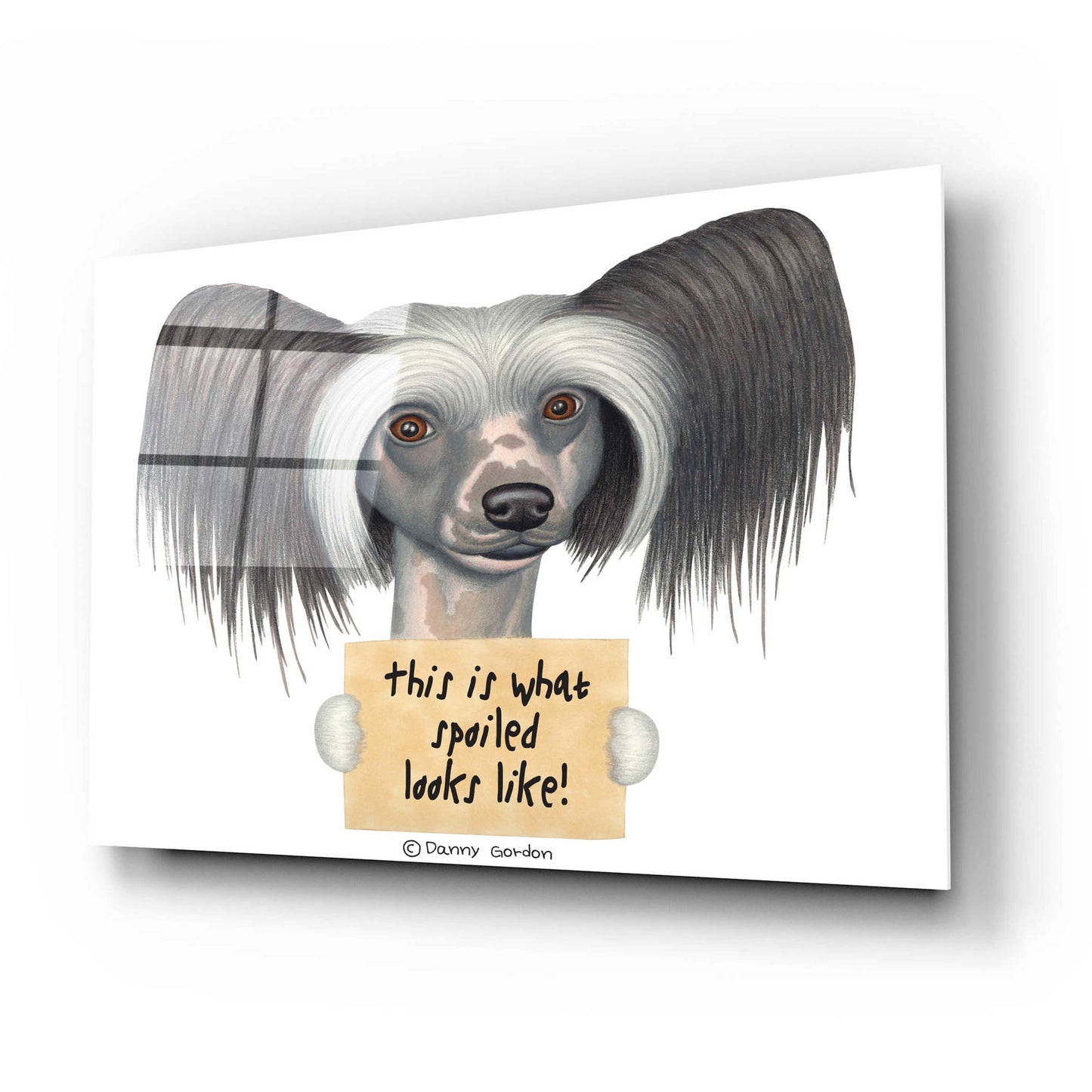 Epic Art 'Tri Color Chinese Crested with Sign' by Danny Gordon Art, Acrylic Glass Wall Art,24x16