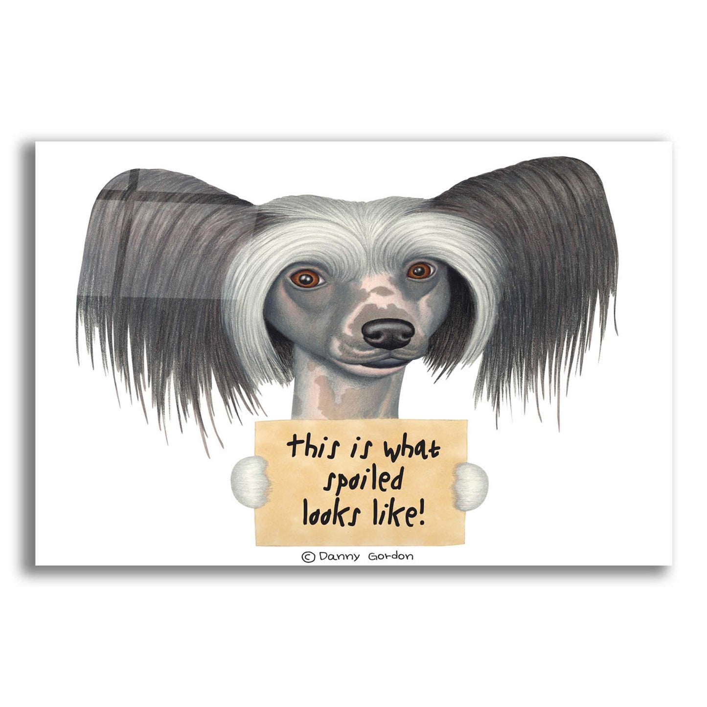 Epic Art 'Tri Color Chinese Crested with Sign' by Danny Gordon Art, Acrylic Glass Wall Art,24x16